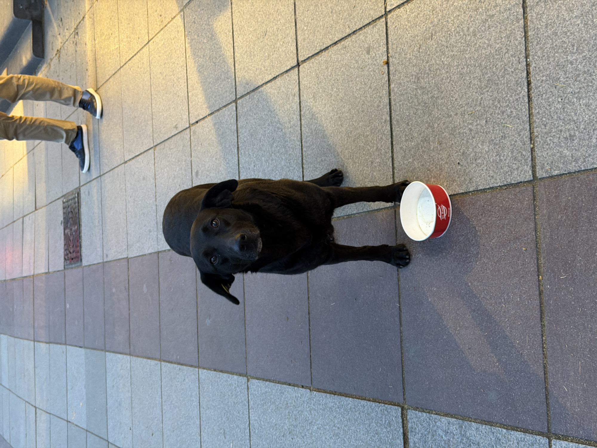 A black dog is lying on a gray and purple tiled sidewalk with a red and white paper cup positioned near its front paws. The dog is looking up towards the camera. A person is partially visible in the upper left corner, wearing khaki pants and blue sneakers. The location is Tbilisi, Georgia.