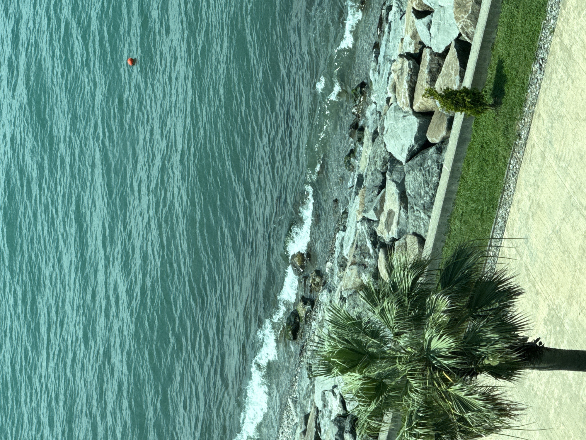 The image shows a body of water with gentle waves, bordered by a rocky shore and a paved walkway. A palm tree is visible in the foreground, and a small evergreen tree stands on a strip of grass. An orange buoy floats on the water. This scene is consistent with the coastline of Batumi, Georgia, a city known for its Black Sea shore and palm-lined boulevards.