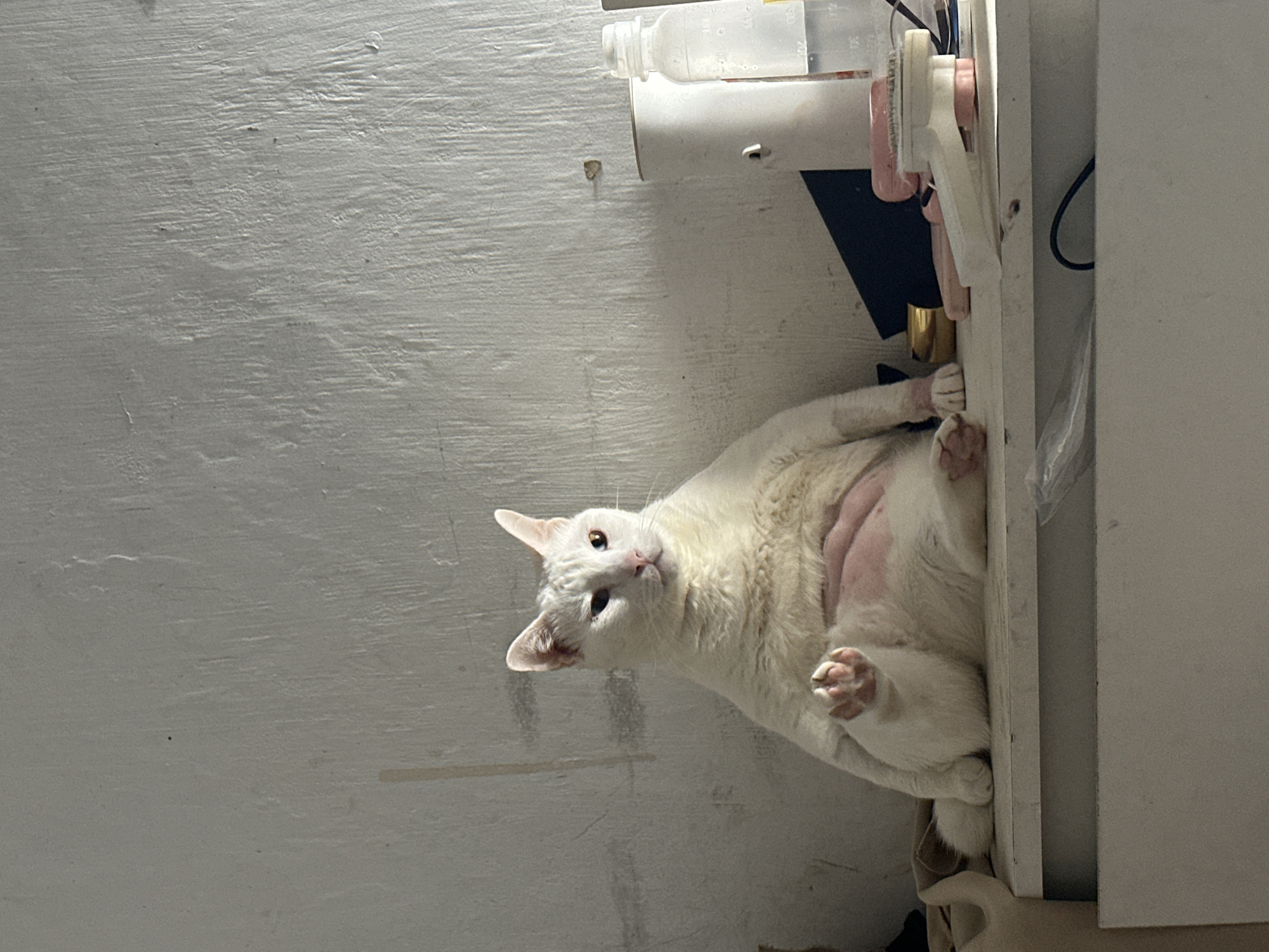 The image features a white cat lying on its side, positioned vertically against a light-colored shelf or cabinet on the right side of the frame. The cat has pristine white fur, distinct pink ears and nose, and striking heterochromia, with one eye appearing blue and the other amber. It looks directly at the viewer with an alert and curious expression. Its front paws are extended, revealing pink toe beans. The cat's belly area appears pink, possibly due to thinner fur density in that region.
Various household objects are visible on the shelf above and behind the cat. These include a clear plastic bottle with faint measurement markings (numbers like "100" and "200" are discernible), a white pet grooming brush with pink accents, a small golden cylindrical object, and a black cable.
The background on the left consists of a textured, light gray or off-white wall, exhibiting subtle horizontal striations and minor imperfections. The lighting appears to be artificial and somewhat dim, illuminating the cat's fur and features. The overall scene depicts an indoor setting. The image is captured in a vertical orientation, presenting the cat as lying sideways from a standard viewing perspective. No specific visual cues within the image indicate its location in North Jakarta, Indonesia.