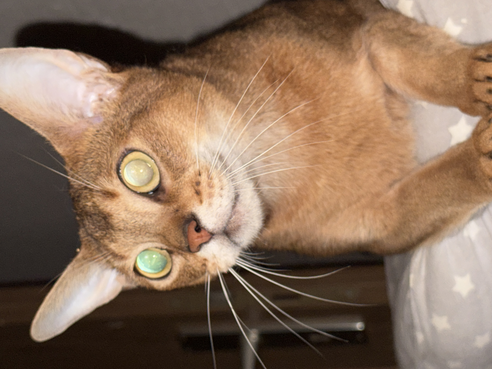 An Abyssinian cat, characterized by its ticked, reddish-brown fur, large erect ears, and prominent eyes exhibiting a strong greenish-yellow tapetum lucidum reflection from a flash, is captured in a close-up, chest-up portrait. Its pink nose and long white vibrissae are clearly visible. The animal is positioned on a light grey textile surface patterned with white stars. The background is predominantly dark and out of focus, with indistinct shapes visible on the left. The scene is illuminated by direct frontal lighting, indicative of flash photography. The image was taken in Chaikovsky, Russia.