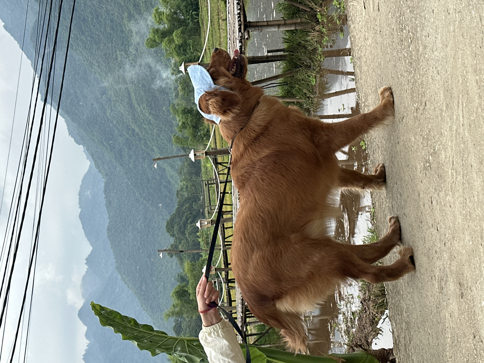 A golden retriever dog wearing a light blue hat is being walked on a leash by a person whose arm and hand are visible on the left side of the image. The dog is facing to the right, with its tongue slightly out, and appears to be looking at something off-camera. The dog is standing on a concrete path next to a body of water. In the background, there is a wooden walkway over the water, lush green vegetation, and rolling hills covered in trees, indicative of a rural or mountainous landscape. Overhead, black electrical wires are visible against a cloudy sky. The scene is set in Mai Chau, Vietnam, a region known for its picturesque valleys and ethnic minority villages.