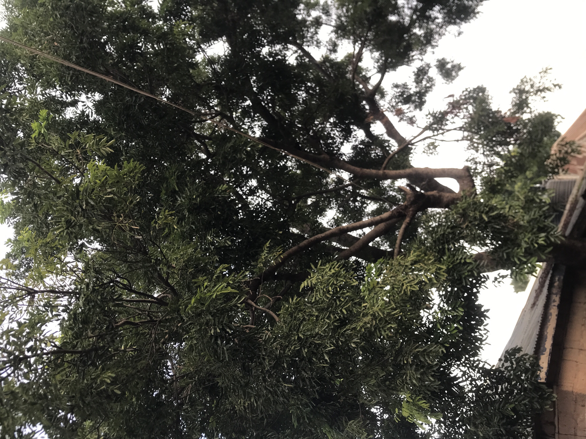 This media file presents an upward view into the dense canopy of a large tree, set against a bright, overcast sky. The tree, likely located in Rafin Par, Nigeria, features abundant dark green leaves and a network of thick, gnarled branches that spread widely across the frame. A utility line or cable is visible, stretching horizontally across the upper-middle portion of the image, passing through the tree's foliage. On the far right, a section of a building is partially visible, showing a roofline and a wall that appears to be constructed from light-colored bricks or stone. The bright, uniform sky indicates it is daytime, potentially overcast, with the tree slightly backlit. No people, discernible activities, or visible text are present in the static scene. The image primarily focuses on the natural elements of the tree and its immediate environment, hinting at a semi-urban or residential setting due to the nearby building and utility line.