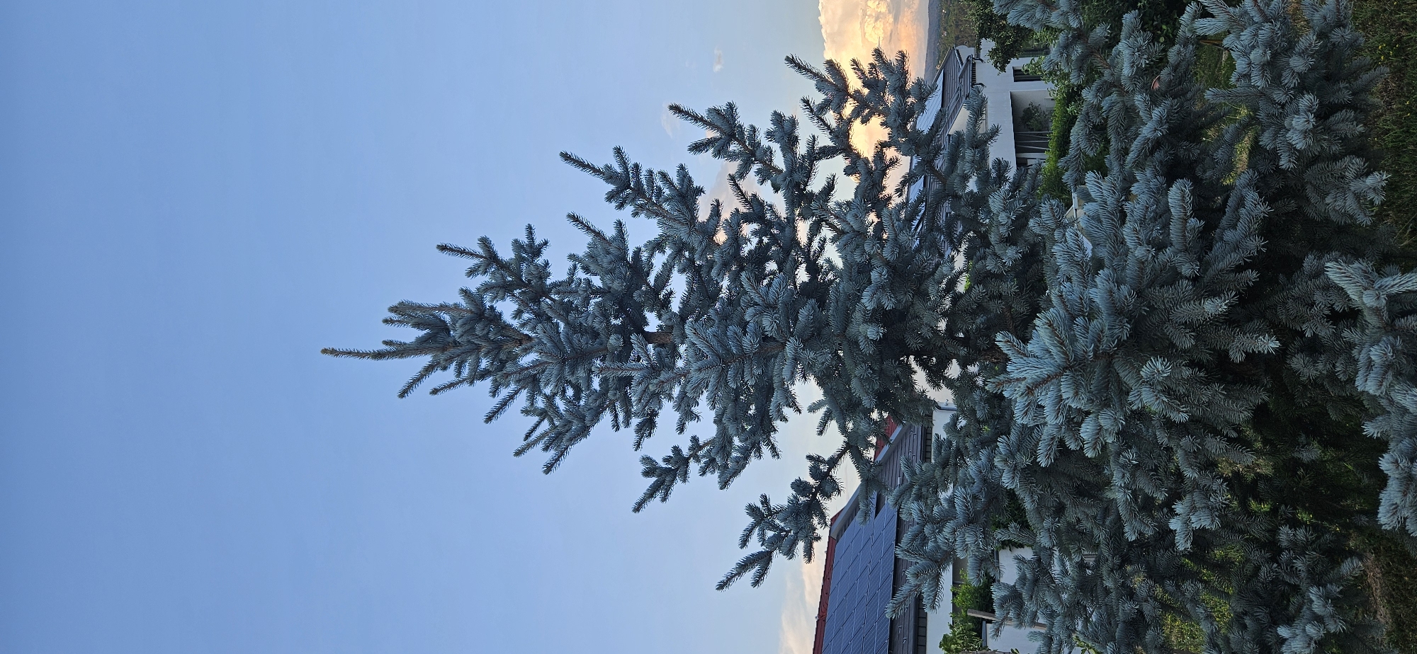 A vertical, full-frame shot captures a tall, blue spruce tree prominently in the foreground. The tree's needles exhibit a distinctive blue-green hue. Behind the tree, the roofline of a building is visible, with solar panels installed on the roof. The sky above is a clear, pale blue, with a hint of clouds and a warm glow of sunset light visible on the horizon. The scene appears to be an outdoor setting, likely a residential area, given the presence of the house and solar panels. There are no people or animals visible in the image. The overall impression is one of a serene, possibly suburban or semi-rural landscape in Hévíz, Hungary, during the late afternoon or early evening.