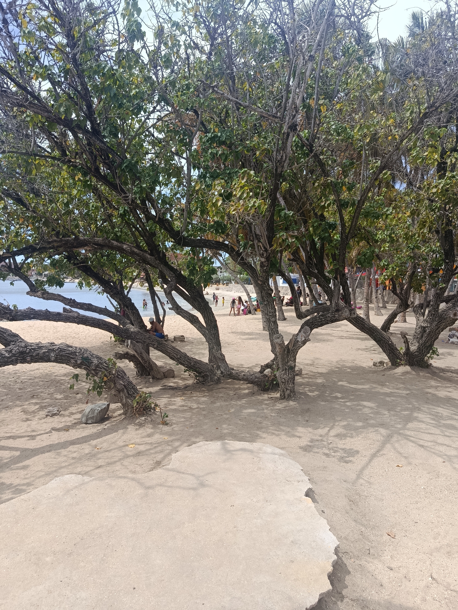 The image shows a beach scene in Juan Griego, Venezuela, with a row of trees providing shade. The trees have thick, intertwining branches and a mix of green and bare foliage. Under the trees, several people are relaxing on the sand; some are sitting, while others are walking near the water. The water is visible in the background, and some buildings are seen further away. In the foreground, there's a concrete surface meeting the sand. The light suggests it's midday, with shadows cast by the trees.