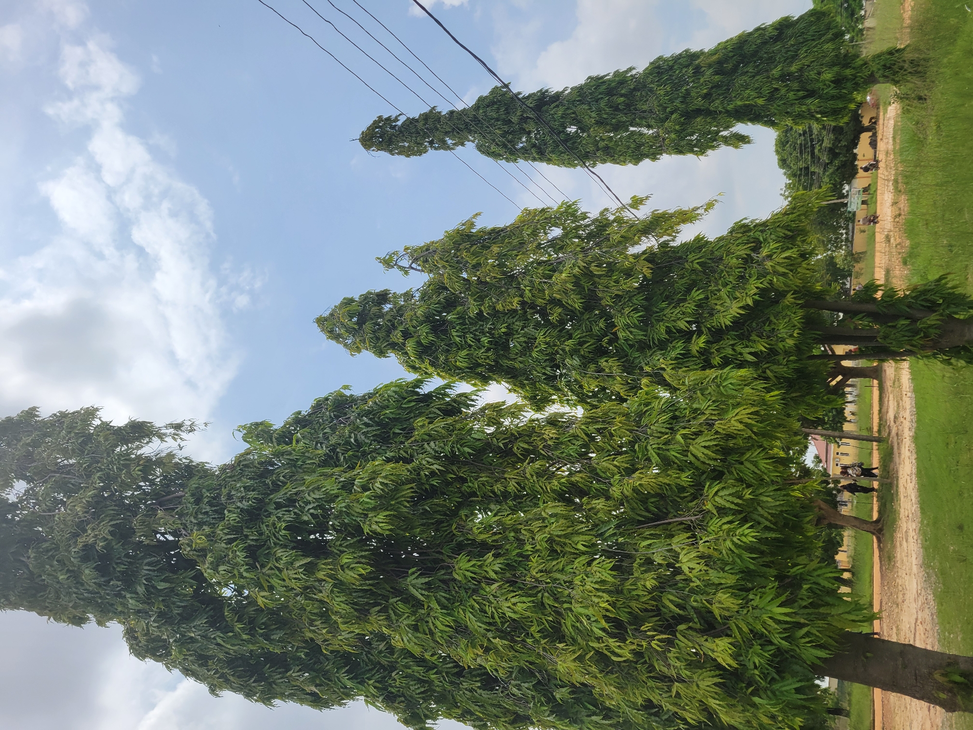 In Keffi, Nigeria, several tall, slender trees with dense, green foliage dominate the foreground of the image. The trees are arranged in a line, with the largest one on the left. In the background, a dirt road runs horizontally, with a few buildings visible in the distance. Several people are walking and standing along the road, and some appear to be on motorcycles. Utility lines are strung between poles in the upper right portion of the image. The sky is blue with scattered white clouds. The overall scene depicts an outdoor environment in a town or city.
