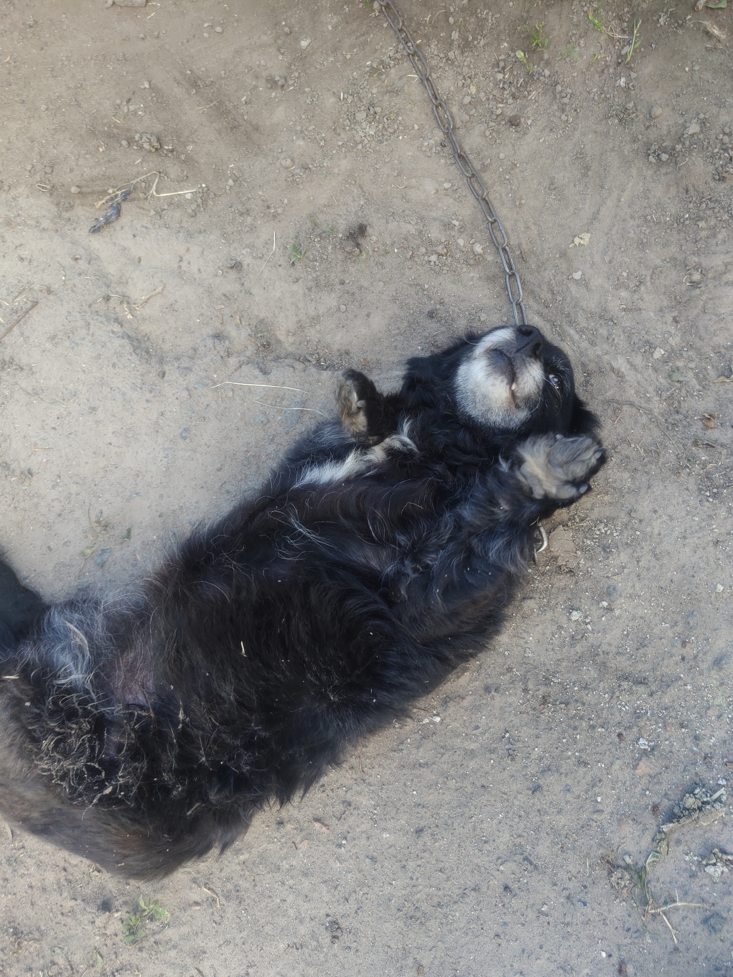 A black and white fluffy dog lies on its back on a dirt surface in Borova, Ukraine. The dog is chained by a metal chain attached to its collar. The dog's paws are in the air, and its head is tilted back. The dirt surface is uneven and appears dry, with small stones and bits of debris scattered around. Green blades of grass are visible in the background. The lighting suggests it is daytime, with shadows cast by the dog and possibly other unseen objects.