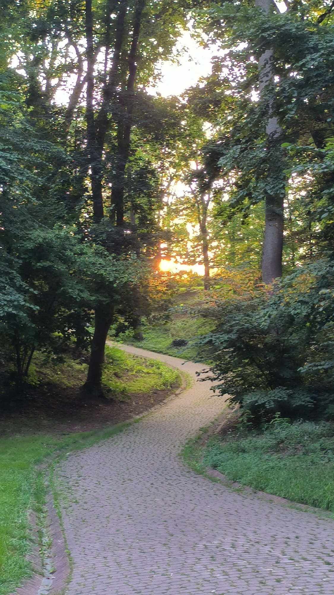 The image depicts a paved pathway winding through a dense forest, with sunlight filtering through the tree canopy. The pathway, constructed of interlocking pavers, curves gently from the foreground into the distance. Lush green grass and undergrowth line the sides of the path. Tall trees with dark bark and dense foliage dominate the scene, with some smaller bushes and saplings interspersed. The setting sun casts a warm, golden glow, with visible rays of light peeking through the leaves, suggesting either sunrise or sunset. The overall atmosphere is serene and natural. This scene is consistent with the pathways found in the Lviv Botanical Garden, located in the city of Lviv, Ukraine.