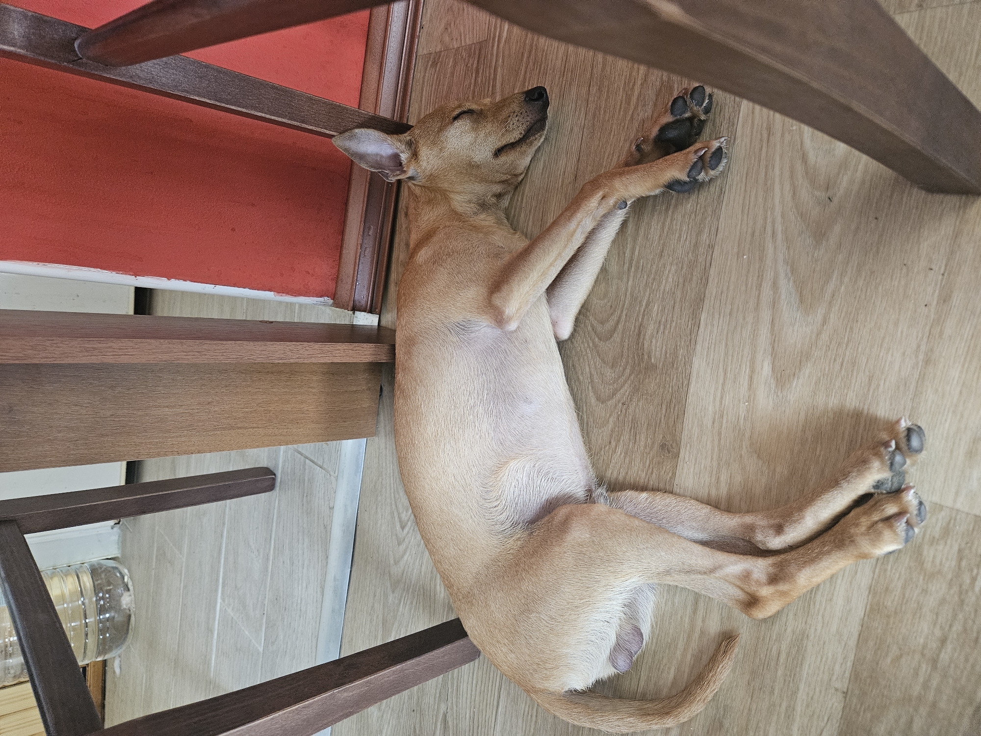 A tan dog is sleeping on a wooden floor, curled up between the legs of two wooden chairs. The dog's eyes are closed, and its mouth is slightly open. One of its front paws is resting on its nose, and its hind legs are extended. The dog appears to be in a state of deep sleep. The room is lit by natural light, and the overall atmosphere is one of peace and tranquility.