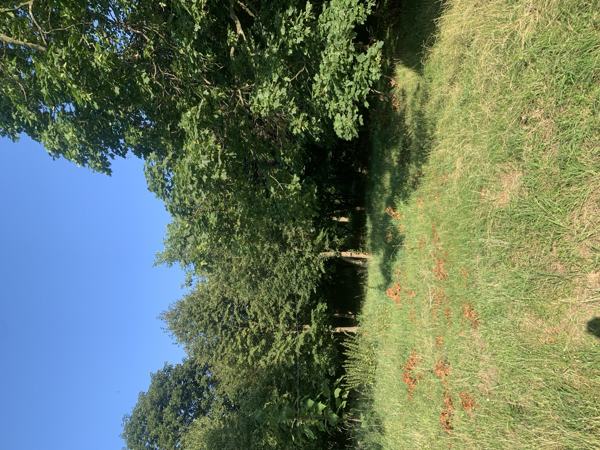The image depicts a sunlit scene in a park or wooded area, likely located in Kolomyia, Ukraine. The foreground is dominated by a grassy field with patches of dry, brown vegetation scattered throughout. A shadow of a person is faintly visible in the lower left corner. Behind the field, a dense cluster of trees forms a dark backdrop. The trees have lush green foliage, with some branches extending into the clear blue sky. The overall impression is one of a natural, uncultivated outdoor space on a bright day.