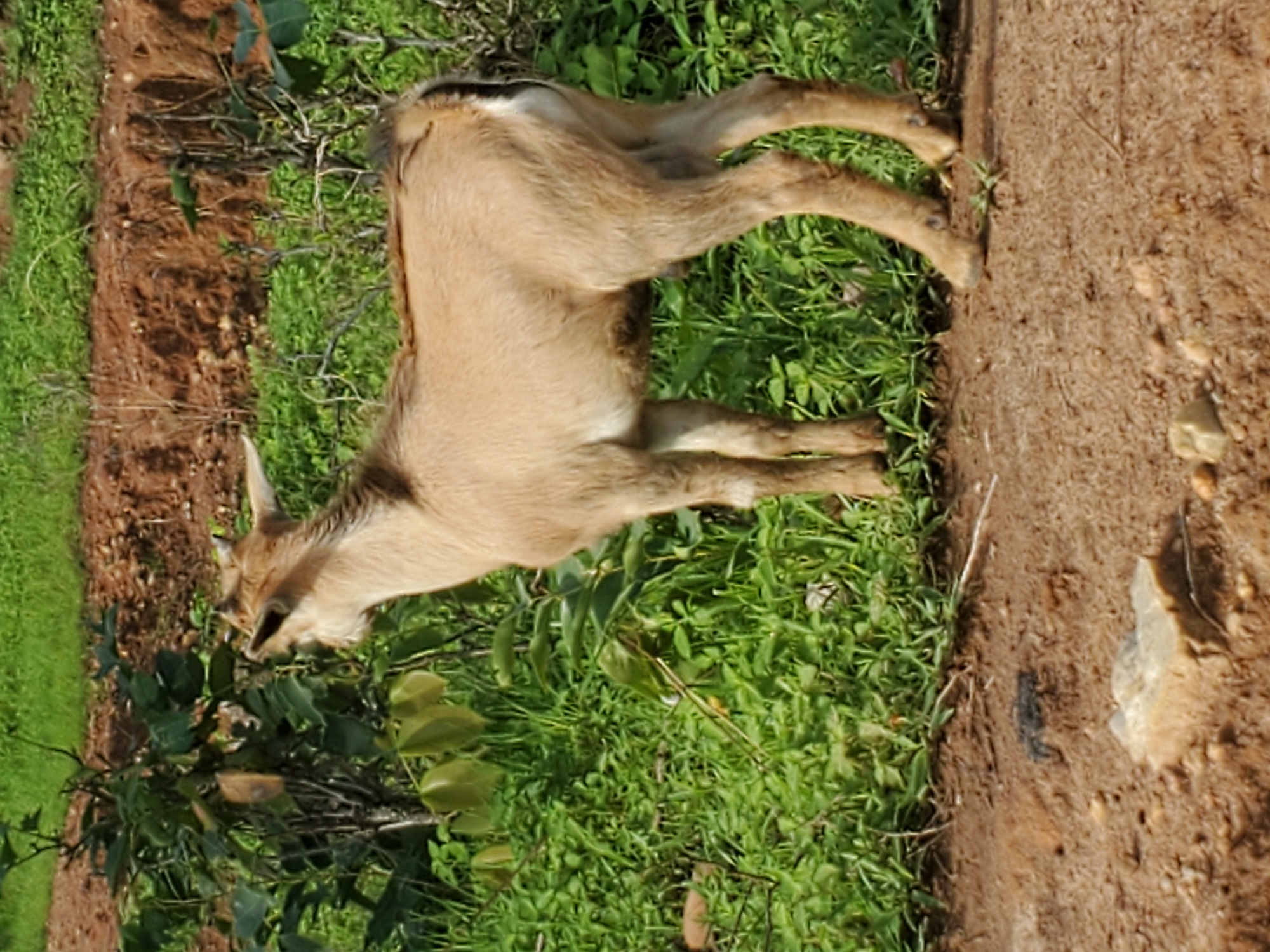 A light brown, young goat stands amidst green vegetation, seemingly feeding on leaves. It is positioned near a border of dark brown soil. The location is Mararaba, Nigeria.