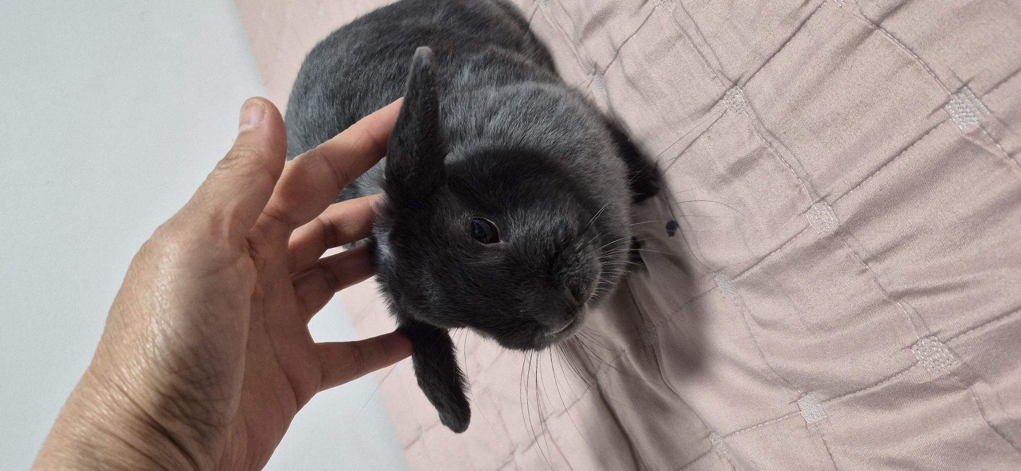 A person's hand is gently petting a small, grey rabbit. The rabbit is sitting on a textured, pink surface, possibly a bedspread. The rabbit's ears are flopped down, and its eyes are partially closed, suggesting it is relaxed. The background is a plain, light color. The image is a close-up shot, focusing on the interaction between the hand and the rabbit. The location in the city of Ussurijsk, Russia is not discernable from the image.