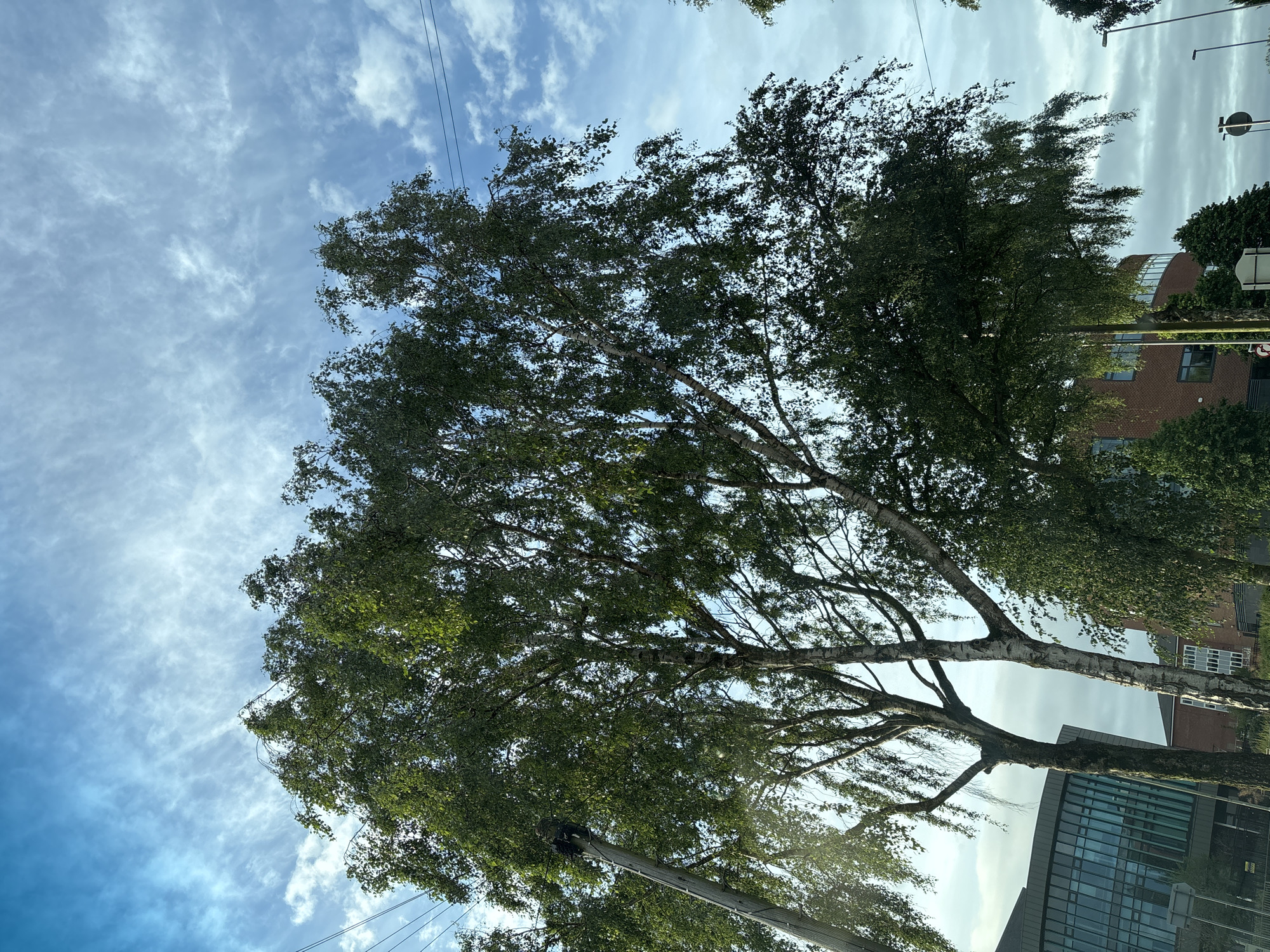 The image depicts a view looking upwards towards a bright, cloudy sky with patches of blue, over trees and modern buildings in Stafford, United Kingdom. Two tall trees, likely birch trees due to their distinctive white bark, dominate the foreground. The tree on the left is considerably thinner than the one on the right, which has a more robust trunk and fuller foliage. Power lines are visible stretching across the upper portion of the frame, suspended from a wooden pole on the left.
In the background, two buildings are visible. The building on the left features a large glass facade with a curved design, suggesting it is a contemporary office or commercial building. The building on the right is constructed of red brick and also appears to be a modern structure with multiple windows. The overall impression is one of an urban environment with a blend of natural elements and modern architecture. The lighting suggests it is daytime, possibly late afternoon given the angle of the sun casting highlights and shadows. No people are clearly visible in the image, but the presence of power lines and streetlights (one visible on the far right) indicates a public or commercial area.