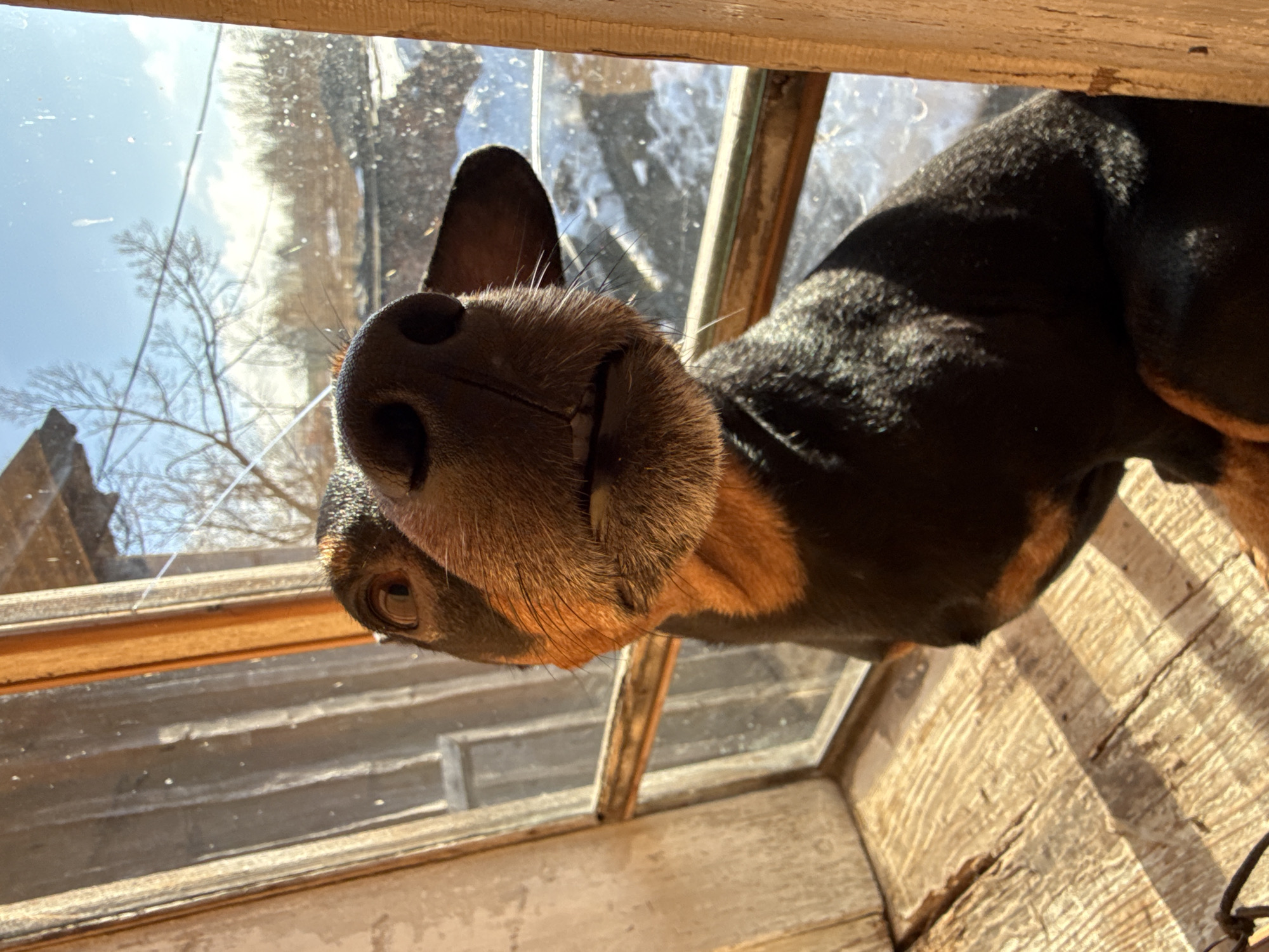A close-up, upward-angled view of a black and tan dog with its face pressed against a multi-paned window. The dog's nose is prominently featured in the center of the frame, with one eye visible on the left and an ear near the top. The dog is on the outside of the window, looking in. Sunlight streams through the window, illuminating the wooden frame and highlighting the texture of the dog's fur. Beyond the glass, blurred trees and a blue sky are visible. The setting appears to be a rustic interior, judging by the aged, weathered wood of the window frame. There is no indication of the city of Nizhnyaya Chermoda, Russia.
