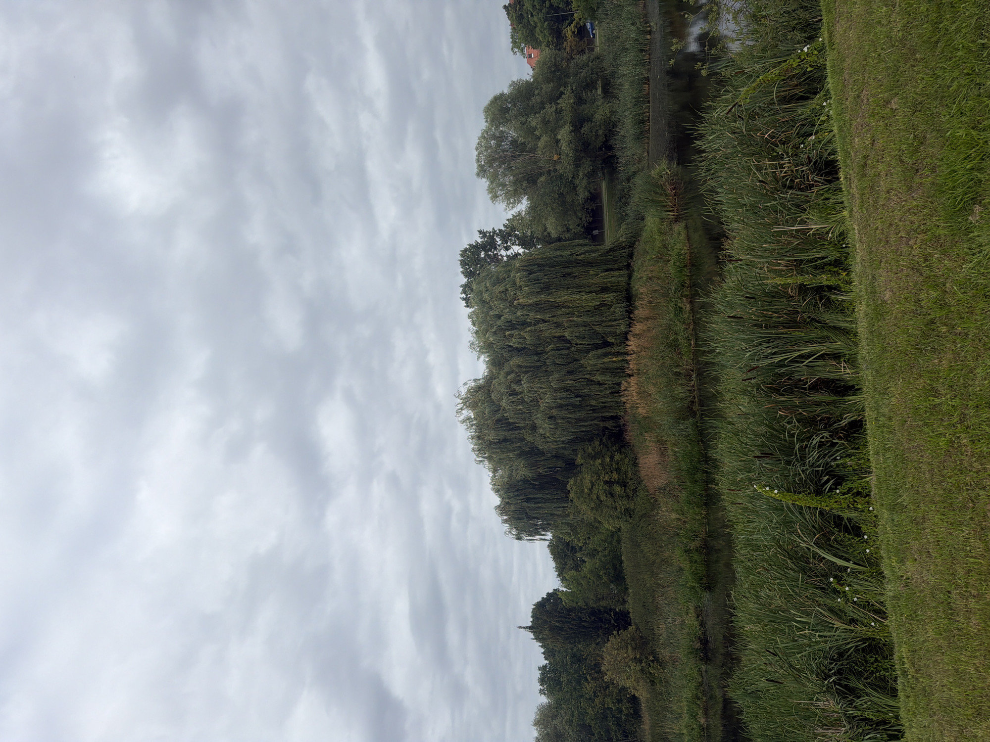 The image depicts a natural scene of a pond or calm body of water, surrounded by lush green vegetation and trees. The sky is overcast with a thick layer of grey clouds. On the right side of the pond, reeds and tall grass grow densely, with some patches of dried vegetation interspersed. A prominent weeping willow tree with long, drooping branches dominates the center-left of the scene. Behind the willow, a variety of other trees form a dense backdrop, with their leaves appearing dark green and full. In the distance, a small portion of a red-tiled roof building can be seen peeking above the trees on the far right. The foreground consists of a neatly mown grassy slope leading down towards the pond's edge. The overall atmosphere is serene and natural, with no people or obvious human activity present. Based on the distinctive willow tree and the surrounding landscape, this scene is likely located in the Szczytnicki Park in Wrocław, Poland, or a similar park with a prominent willow tree feature.