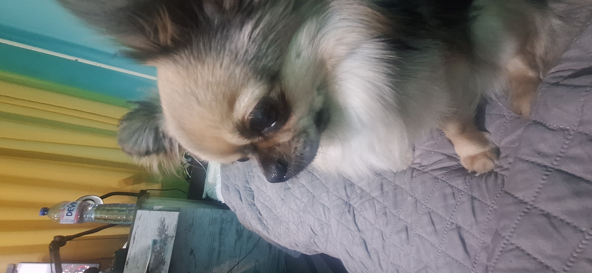 A close-up, tilted shot depicts a long-haired chihuahua resting on a gray quilted surface. The dog's head is prominent, featuring a tan muzzle with dark markings and one visible dark eye. Its fur is a mix of tan, gray, and white. The background includes a water bottle labeled "Devin," a white wooden surface, and sections of a wall painted with horizontal bands of yellow and blue. The location is Stara Zagora, Bulgaria.