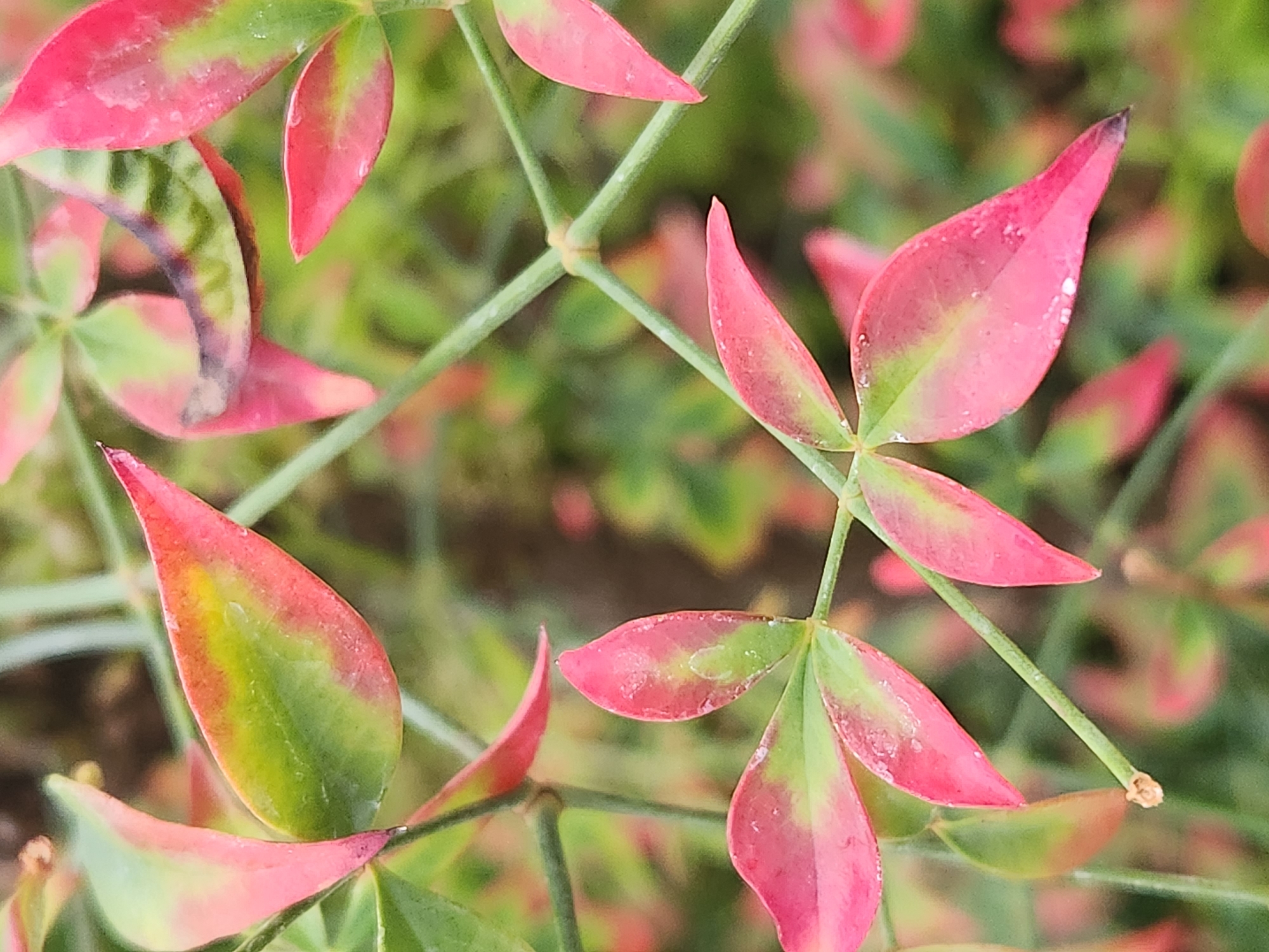 The image is a close-up, vertical shot of the foliage of a Nandina domestica plant. The leaves are a vibrant mix of pink and green, with some areas showing a reddish hue, suggesting they might be new growth or affected by seasonal changes. Small water droplets are visible on some of the leaves, indicating recent rain or watering. The plant's slender, green stems are crisscrossing the frame, with some of the leaves attached to them. The background is softly blurred, showing more of the Nandina plant in a muted green and pink. The image quality is high, allowing for a detailed view of the leaf textures and colors. There are no people or animals visible in the image. The location is described as being in Altamonte Springs, United States of America, however, the image itself does not contain any explicit geographical markers to confirm this.