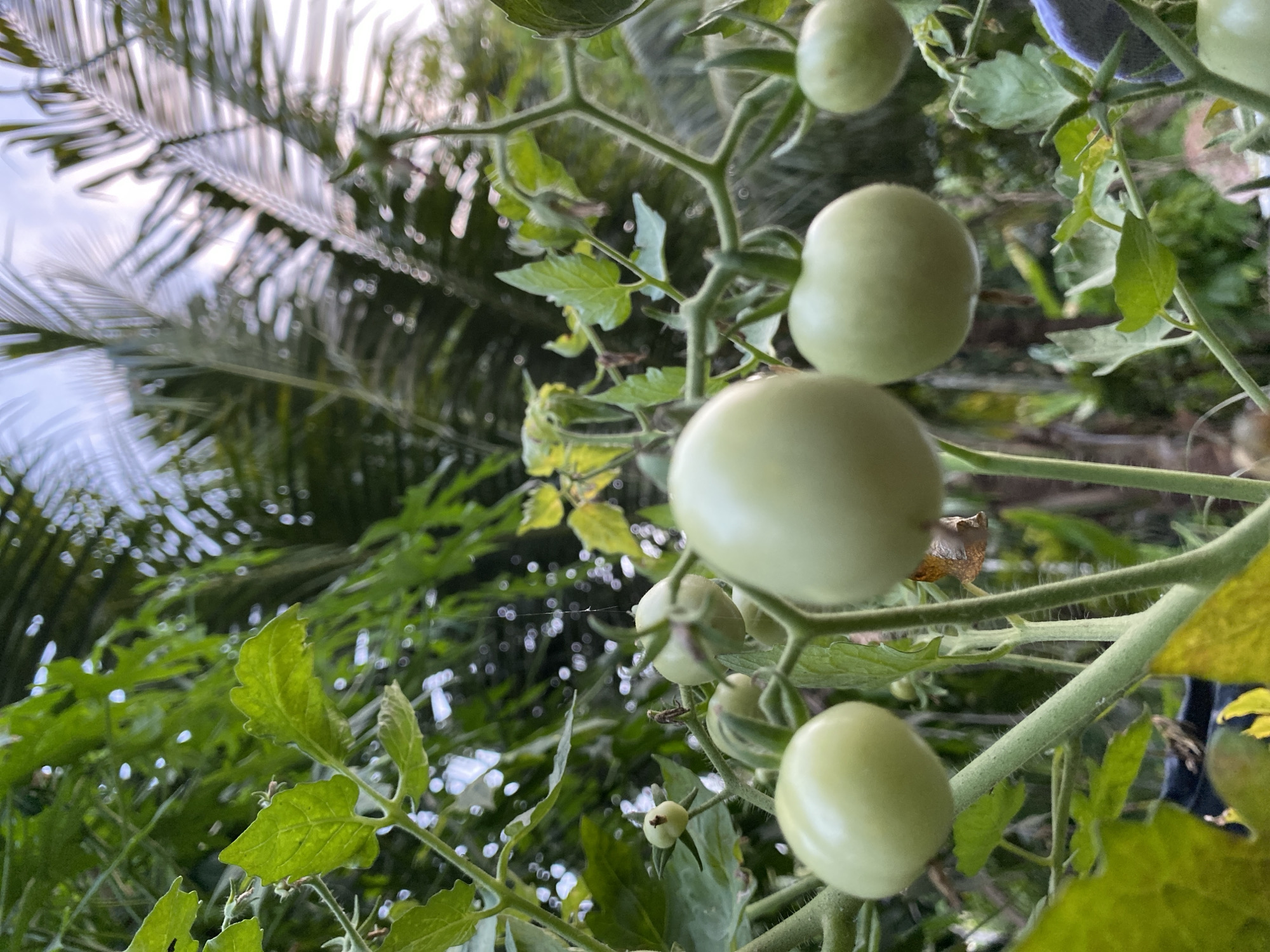 This media file depicts a close-up, low-angle view of several unripe green tomatoes growing on a vine. The tomatoes are smooth and round, with a light green hue. They are clustered along a sturdy, green stem, which is covered in fine, fuzzy hairs. Lush green leaves, some of which are serrated, surround the tomatoes, adding to the verdant scene. The background is a blur of foliage, suggesting a garden or natural setting. In the upper left of the frame, blurred palm fronds are visible, hinting at a tropical environment. The lighting suggests it could be daytime, with soft light filtering through the leaves. The focus is primarily on the tomatoes and the vine, with the background out of focus. There is no visible text in the media file. The overall impression is one of natural growth and the early stages of fruit development in a warm, possibly humid climate, consistent with a location like Blangkabu, Indonesia.
