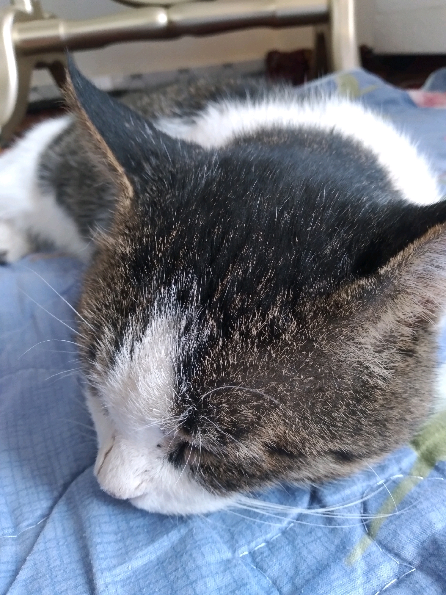 The image shows a close-up of a sleeping cat with black, white, and gray fur. The cat is lying on a blue quilted surface. The cat's head is visible, with its ears pointed upwards. The background is blurred, but it appears to be indoors, possibly on a bed or couch. There is no indication of the city of Baki, Uzbekistan, or any other specific location.
