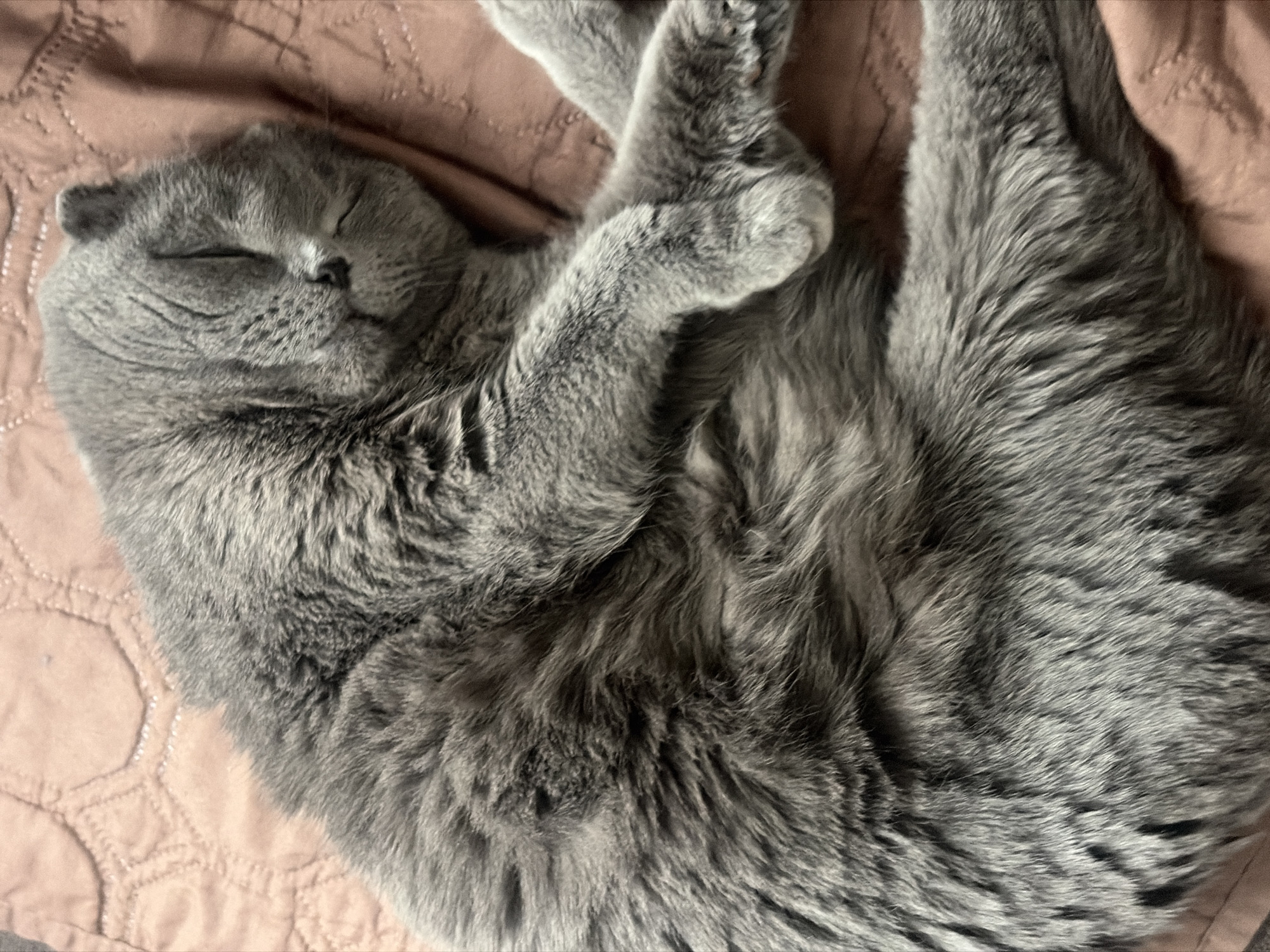 A fluffy gray Scottish Fold cat is sleeping on a light pink quilted bedspread. The cat is curled up with its paws crossed, eyes closed. The background is blurred, focusing on the cat's relaxed posture.
