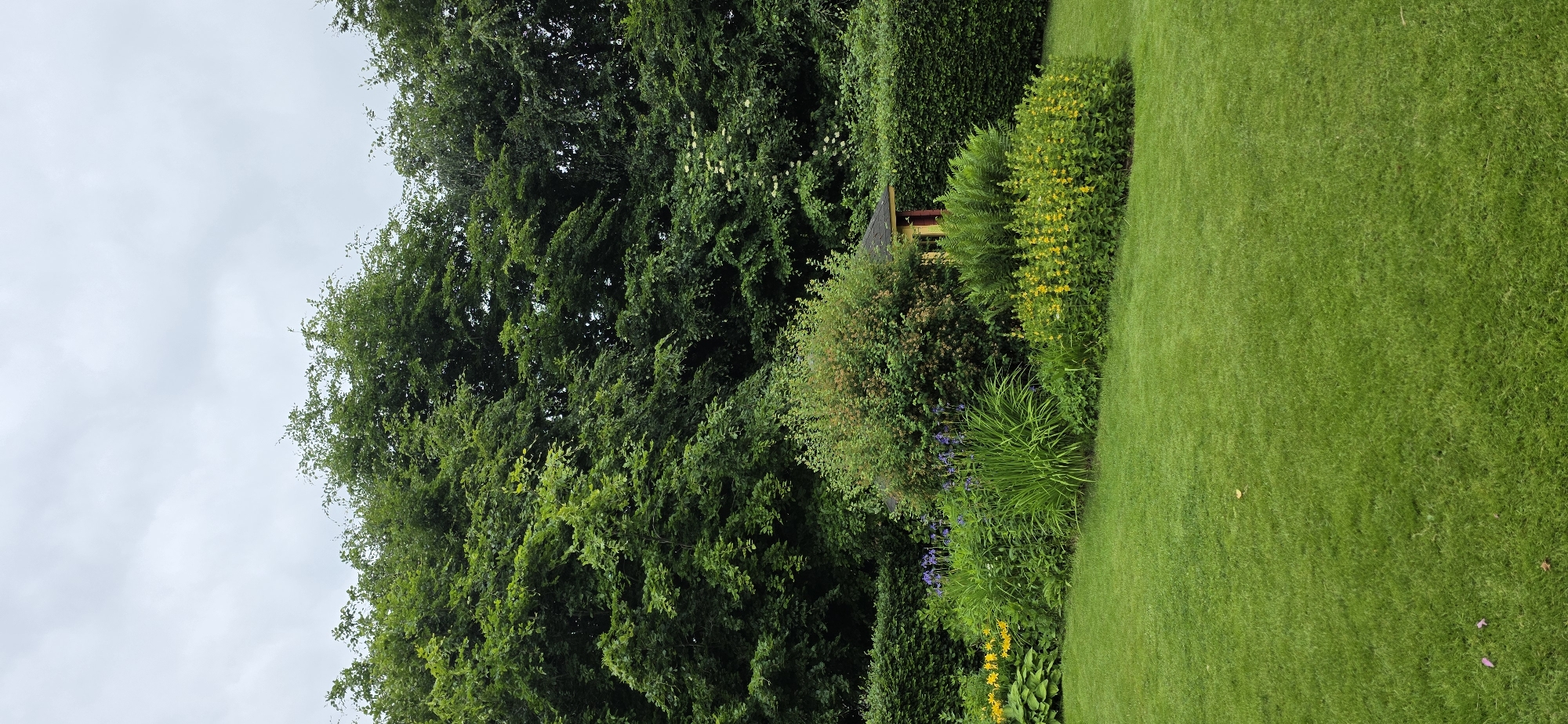 The image depicts a well-maintained garden scene with a lush green lawn in the foreground. Behind the lawn, a flowerbed bursts with vibrant yellow and purple blooms, interspersed with tall green foliage. A dense, dark green hedge forms a backdrop to the flowerbed, and beyond that, a line of mature trees with abundant green leaves creates a natural wall. Partially visible behind the flowerbed and trees is a small, red and yellow structure, possibly a garden shed or a decorative element. The sky above is overcast with a pale gray hue. The scene appears to be a tranquil outdoor space within a garden, possibly in the city of Maasbüll, Germany. There are no people or animals visible in the image.