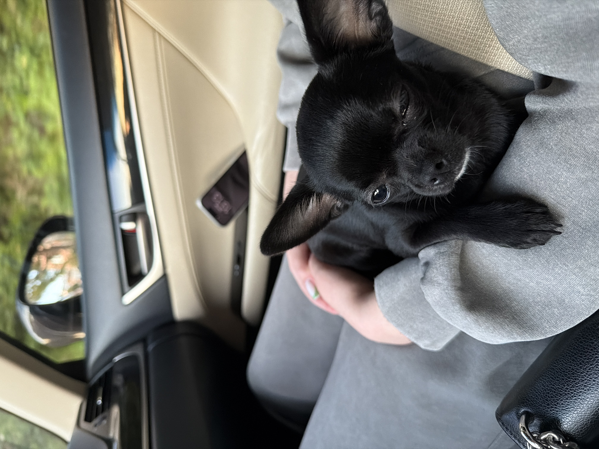 Inside a car, a small, black Chihuahua rests in someone's arms. The car's interior is light tan and black. Outside the car window, trees and a building are visible. The image location is not deducible from this photo.
