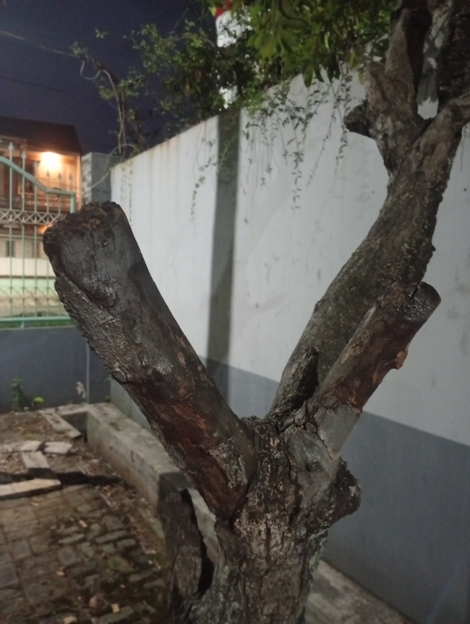 The image depicts a close-up of a gnarled tree trunk with several thick branches. The bark is rough and dark brown, showing signs of age and texture. One prominent branch extends diagonally upwards from the left, appearing cut or broken at its end, revealing a lighter wood interior. Another branch forks off to the right, also thick and weathered. In the background, a light-colored, textured wall is visible, with some greenery hanging down from above. To the left of the wall, a dimly lit building with a window and a fence can be seen. The ground in the foreground is paved with cobblestones or bricks, some of which are cracked and uneven. The scene appears to be outdoors, possibly in a residential area or garden, under low light conditions, suggesting it might be evening or night. The location is identified as Pekalongan, Indonesia.