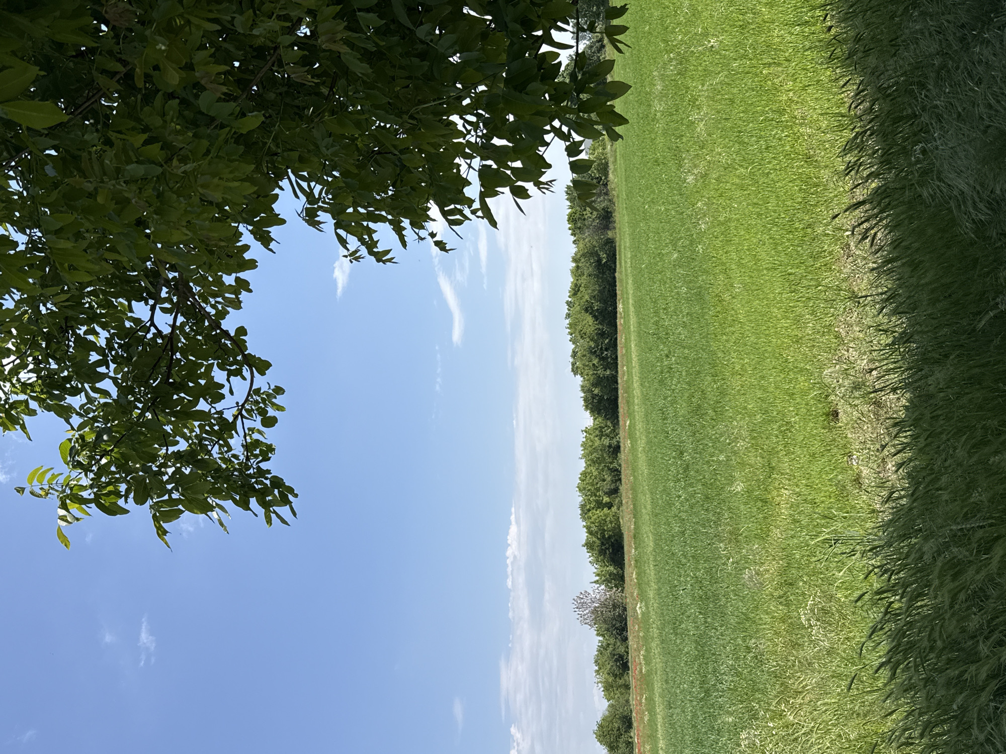 A landscape image shows a green field occupying the right half of the frame, bordered by a line of trees in the mid-ground. Tall grass, possibly a weed or different type of vegetation, lines the very right edge of the field. A bright blue sky with scattered clouds fills the left half of the image, partially obscured by a large leafy tree branch in the upper left corner. There are no visible people or animals.
The location cannot be verified to be Dragor, Bulgaria without additional information.
