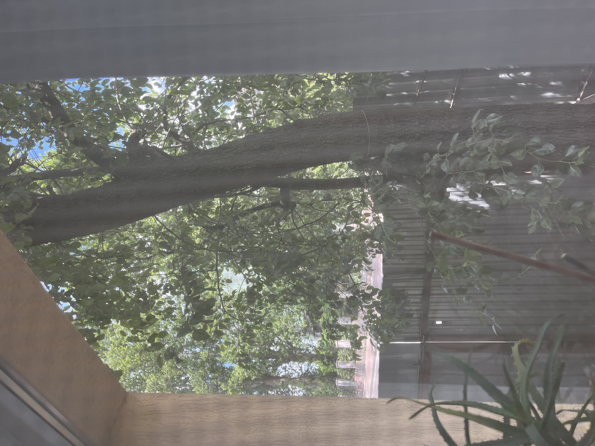 The image depicts a view through a window or glass door, showing a tree with green leaves, a metal fence, and part of a building's exterior wall. The tree trunk is thick and rough, with some branches extending towards the right side of the frame. Sunlight filters through the leaves, creating dappled shadows on the ground and fence. The fence appears to be made of corrugated metal panels. On the left side of the image, a portion of a textured wall is visible, with an aloe plant in the foreground. The background shows more trees and a bright blue sky. The scene appears to be an outdoor residential or backyard area.