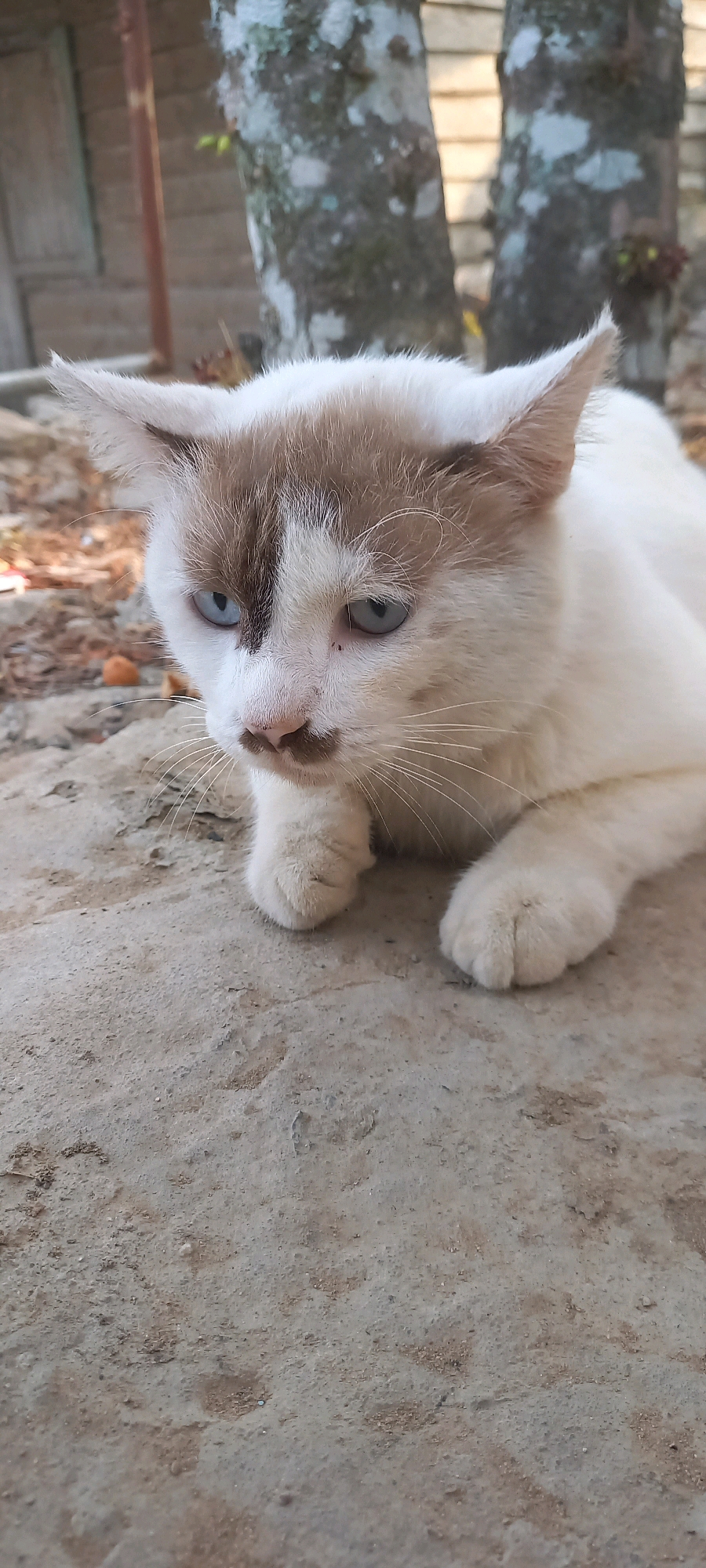 In Jongkang, Indonesia, a white cat with brown markings on its head and face lies on a concrete surface. The cat has blue eyes and appears alert, with its ears perked up. The background shows trees and a wooden structure, suggesting an outdoor setting. The concrete ground is rough and textured, with some scattered debris.