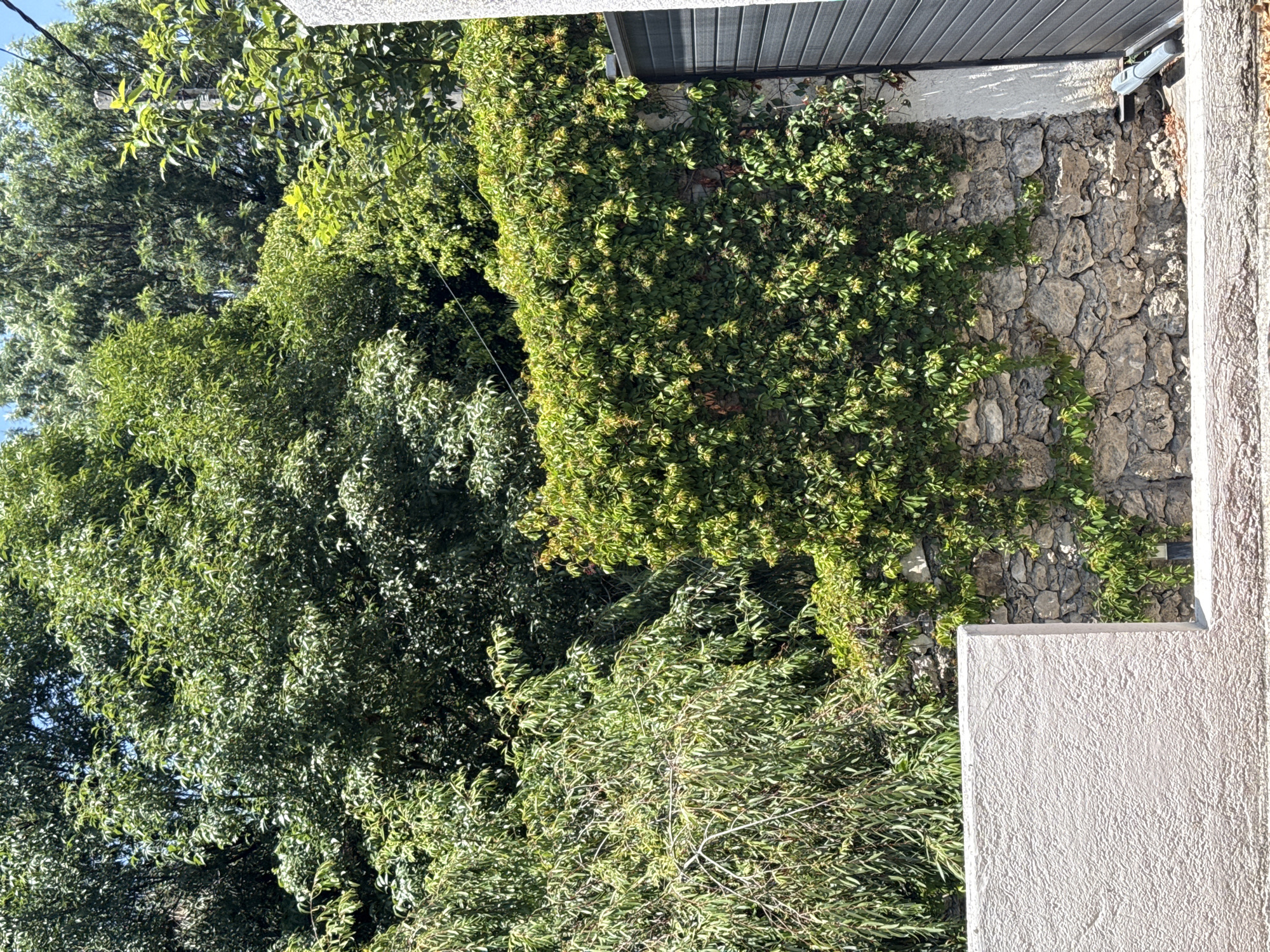 The image shows a stone wall partially covered in green foliage, adjacent to a white stucco wall. A portion of a metal overhang or awning is visible at the top of the image. Lush green trees and foliage fill the background, obscuring any clear view of the surroundings. The location is unknown and there is no evidence of this photo being taken in Puebla, Mexico.