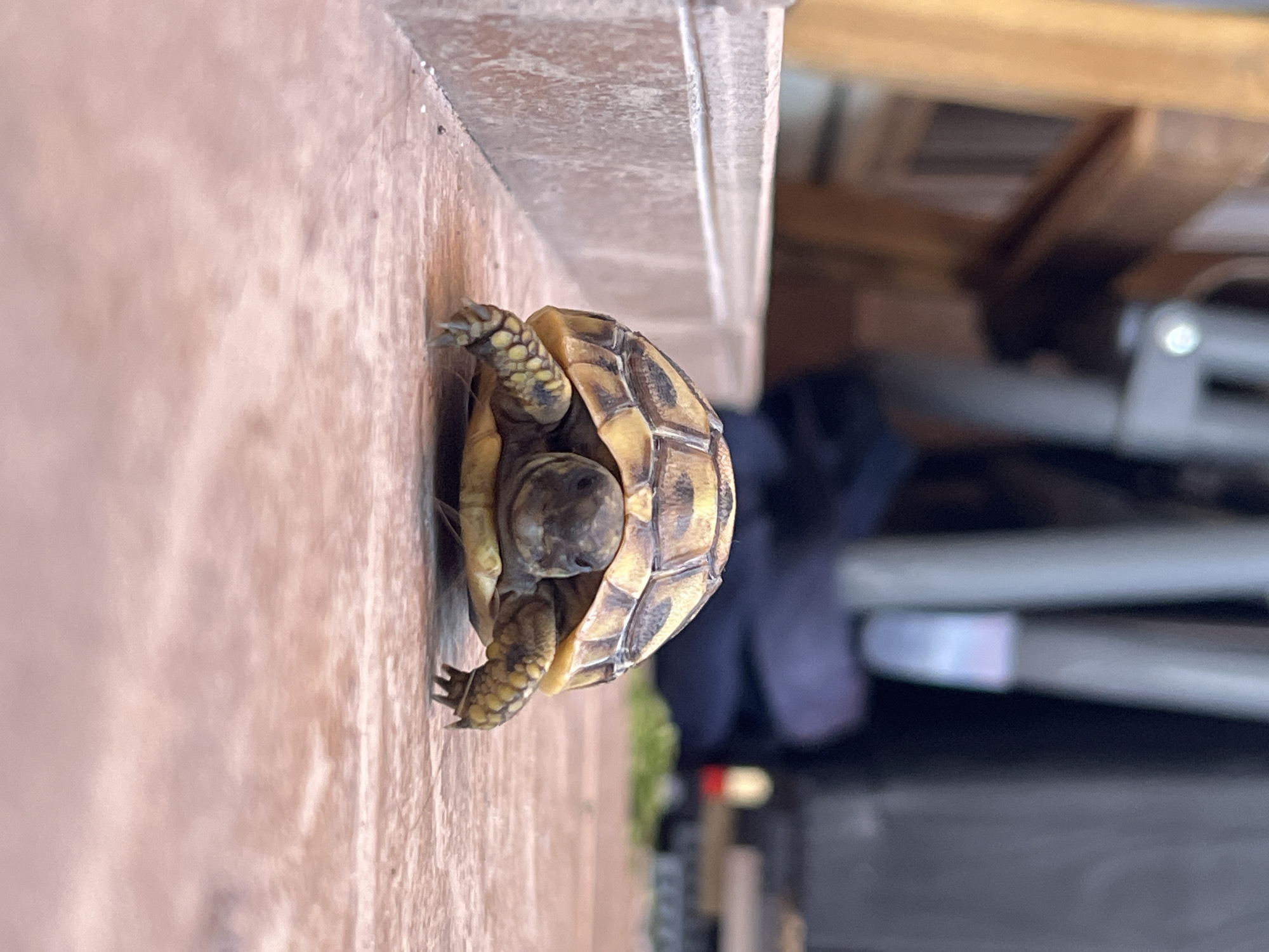 The image displays a small, juvenile tortoise positioned on a light brown, textured surface, possibly a wooden floor or patio tiles. The tortoise is captured from a slightly elevated perspective, with its head and legs extended from its patterned shell, which features shades of brown and tan. Its small, clawed feet are visible.
To the right of the tortoise, a darker, linear structure runs vertically, suggesting a wall or the edge of a raised platform. The background is significantly blurred, showing indistinct shapes of what appear to be shelves, wooden structures, and possibly other items. This suggests the setting is an indoor or sheltered outdoor area, possibly a storage space, garage, or shed.
Natural light illuminates the scene, indicating it is daytime. There are no people present, and no text is visible in the image. The tortoise appears to be active, possibly in motion or exploring its surroundings. The scene is set in Budva, Montenegro.