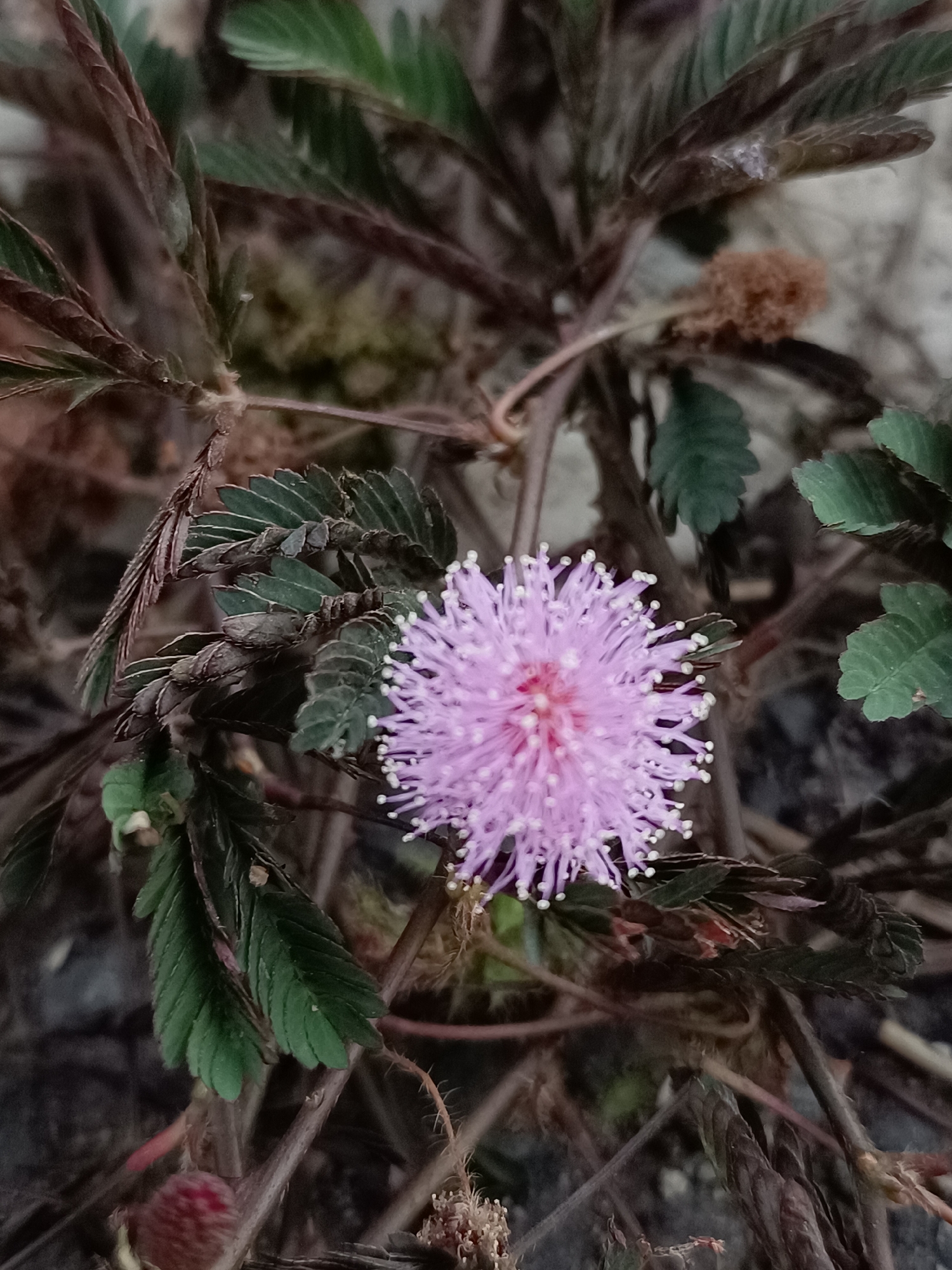 A single, spherical pink flower with white tips sits on a branch of a mimosa pudica plant. The flower is approximately 2 inches in diameter and is surrounded by the plant's fern-like leaves, which are dark green and have a reddish-brown underside. The plant is growing in a rocky, outdoor environment. The image appears to have been taken in Meunasah Pupu, Indonesia, as the camera information indicates the geotagged location. No people are present in the image. The lighting is dim, suggesting it was taken on an overcast day or at dusk.