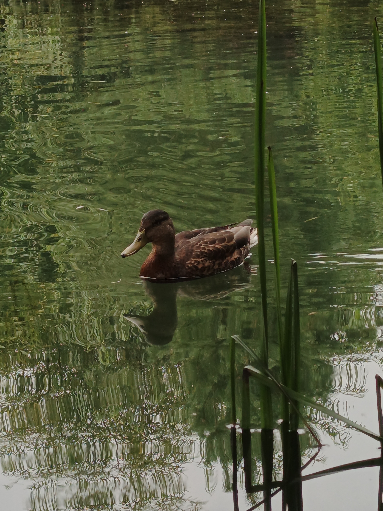 A mallard duck swims in a pond, its reflection rippling on the green, disturbed water. Tall reeds line the right side of the pond, their reflections also visible in the water. The background is a blurred expanse of green and brown, suggesting trees or foliage. This scene is likely from Zlatoust, Russia, given the location context.