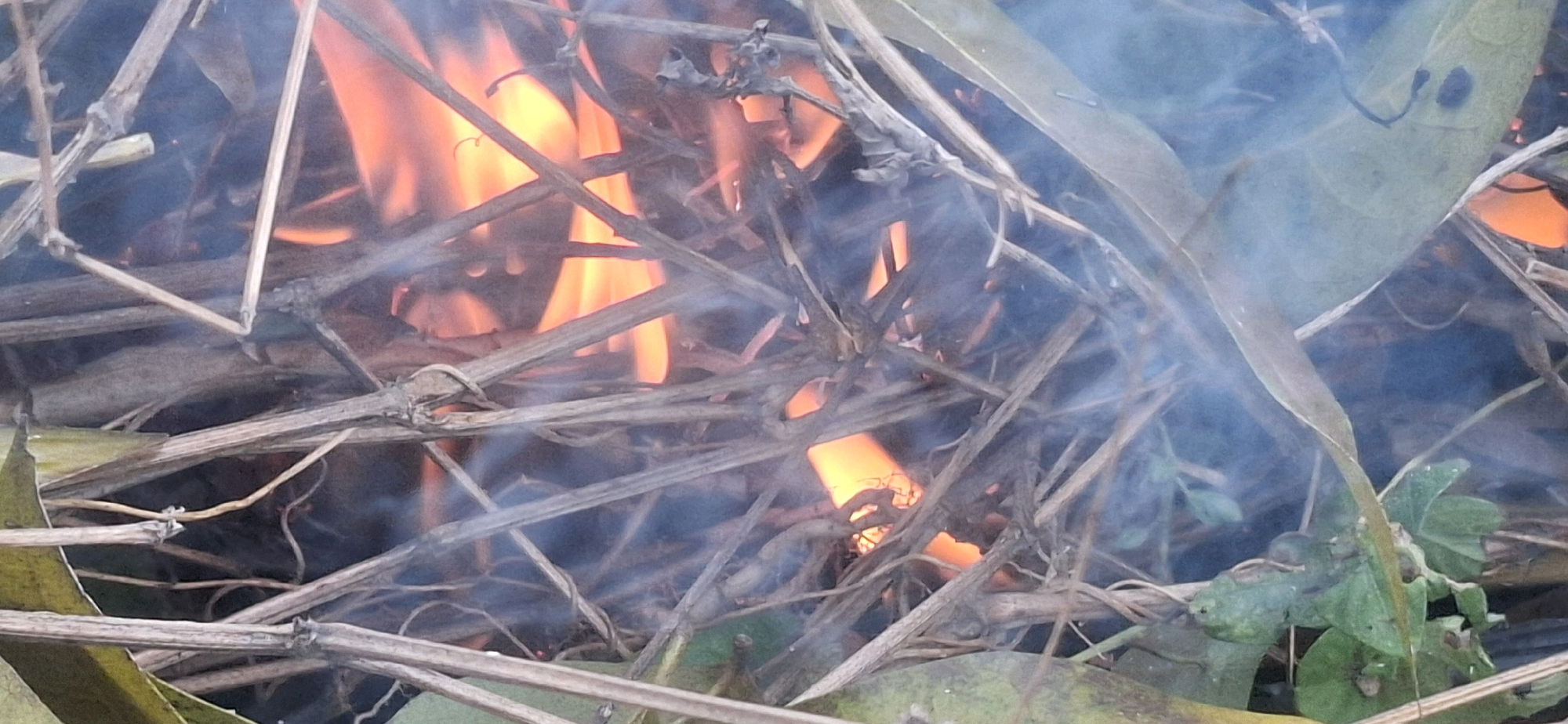 The image shows a close-up of a small fire burning amongst dry vegetation and green leaves. The fire is characterized by bright orange flames and wisps of blue smoke. The vegetation consists of thin, dry branches and twigs intertwined with some green leaves and stems. The setting appears to be outdoors, possibly in a natural or semi-natural environment. There are no people or animals visible in the image. The image was taken in Jiwut, Indonesia.