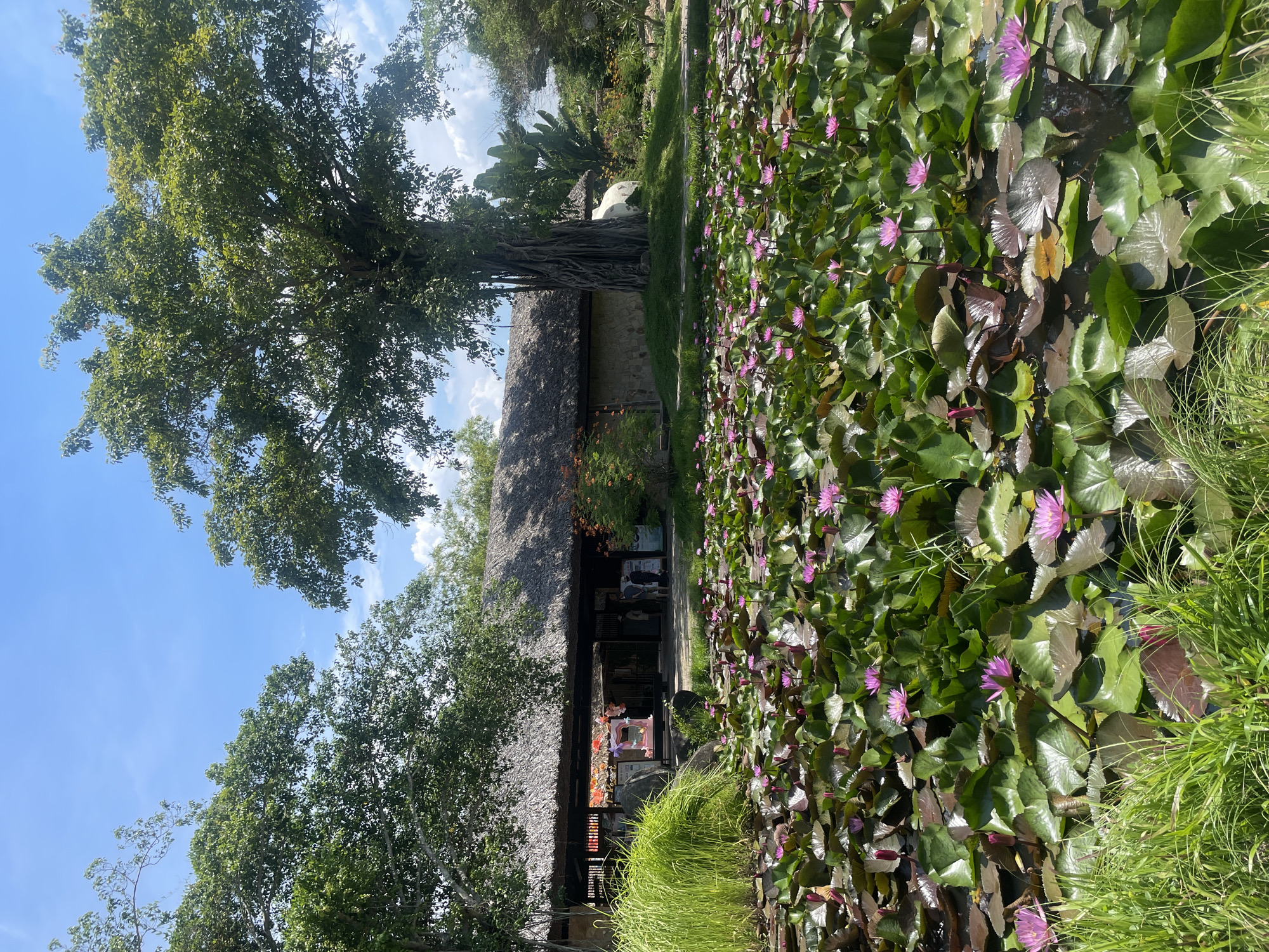 This image captures a serene scene in Nha Trang, Vietnam, likely at a resort or park. The foreground is dominated by a lush pond filled with vibrant green lily pads and numerous pink water lilies in bloom. Tall, green grass lines the edge of the pond, adding to the natural beauty.
In the mid-ground, a traditional-style building with a thatched roof stands, featuring an open-air entrance. Several people are visible near the entrance, appearing to be visitors or staff. A large, mature tree with a gnarled trunk and expansive canopy is situated prominently on a grassy mound to the right of the building, its branches reaching towards the sky.
The background reveals more of the surrounding environment, including lush trees and vegetation, under a bright blue sky with scattered white clouds. The overall impression is one of tranquility and natural beauty.