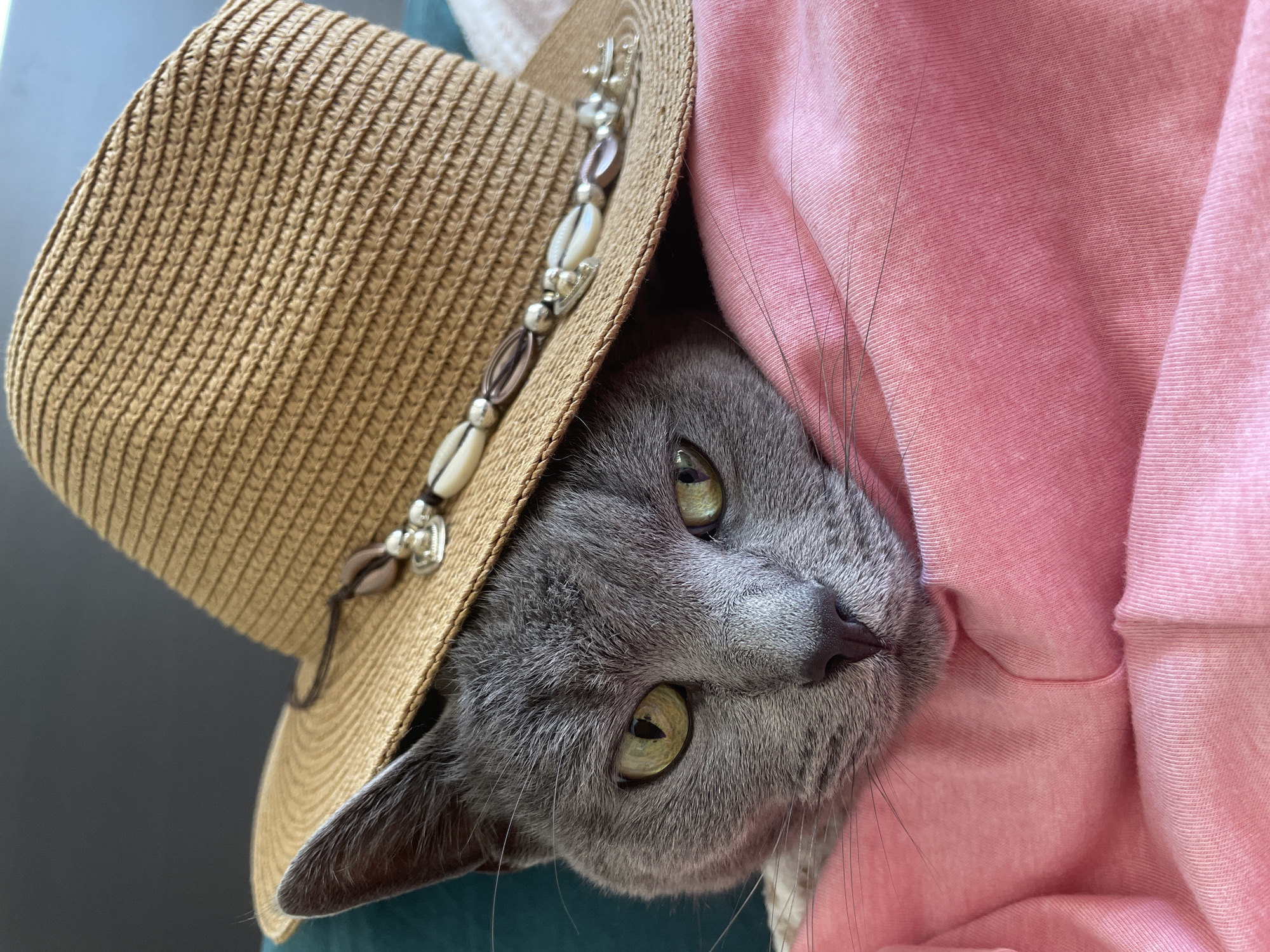 The scene depicts a close-up of a gray feline subject, likely a cat, positioned in an indoor setting within the city of Budva, Montenegro. The animal possesses short, dense gray fur and prominent yellow-green irises with vertically oriented pupils. It wears a light brown woven straw hat, which partially obscures its forehead and ears. The hat features a decorative band comprising various beads, including several ovular, iridescent white shells, darker cylindrical beads, and spherical silver-toned beads, one of which appears to be a small heart charm. The cat's head is resting upon or partially submerged in a pink, soft-textured fabric, possibly an article of clothing or a blanket. Visible in the upper left background is a dark teal-colored fabric, while a lighter, possibly cream-colored textile is discernible in the upper right. The cat's whiskers are visible extending from its muzzle. No other subjects or actions are explicitly observed.
