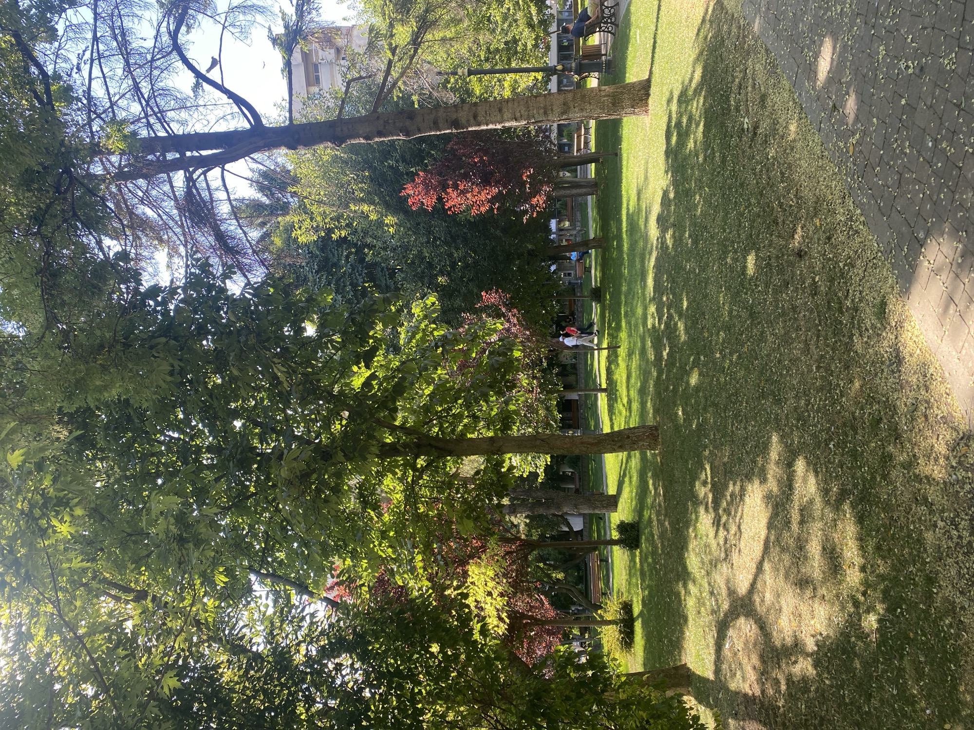 The image depicts a sun-drenched park in Iași, Romania, likely during the daytime. In the foreground, a paved walkway, constructed from gray and brown rectangular stones, curves towards the right. The walkway is partially covered in fallen, light-colored leaves. Adjacent to the walkway is a well-maintained green lawn, also dotted with fallen leaves, with patches of sunlight and shade cast by the surrounding trees.
Several mature trees with lush green foliage dominate the scene, their branches reaching towards the bright sky. Some trees exhibit reddish-hued leaves, suggesting a mix of species or a transition in season. In the midground, two individuals are walking on the lawn, one wearing a white shirt and the other a dark top. Further into the park, a few park benches are visible, some occupied by individuals. One person, wearing a dark t-shirt and shorts, is seated on a bench to the right, facing away from the camera. In the background, a multi-story building with light-colored walls and windows stands behind the trees. The overall atmosphere is peaceful and serene, characteristic of a public park.