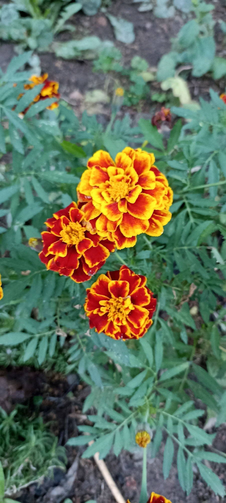 The image shows a cluster of marigold flowers with vibrant red and yellow petals against a backdrop of green foliage. The flowers are in various stages of bloom, with some fully open and others partially closed. The background consists of soil and more greenery, suggesting an outdoor garden setting. The image is a vertical shot, with the flowers taking up the majority of the frame. There are no people or animals visible in the scene. The overall impression is of a close-up shot of colorful flowers in a natural environment.