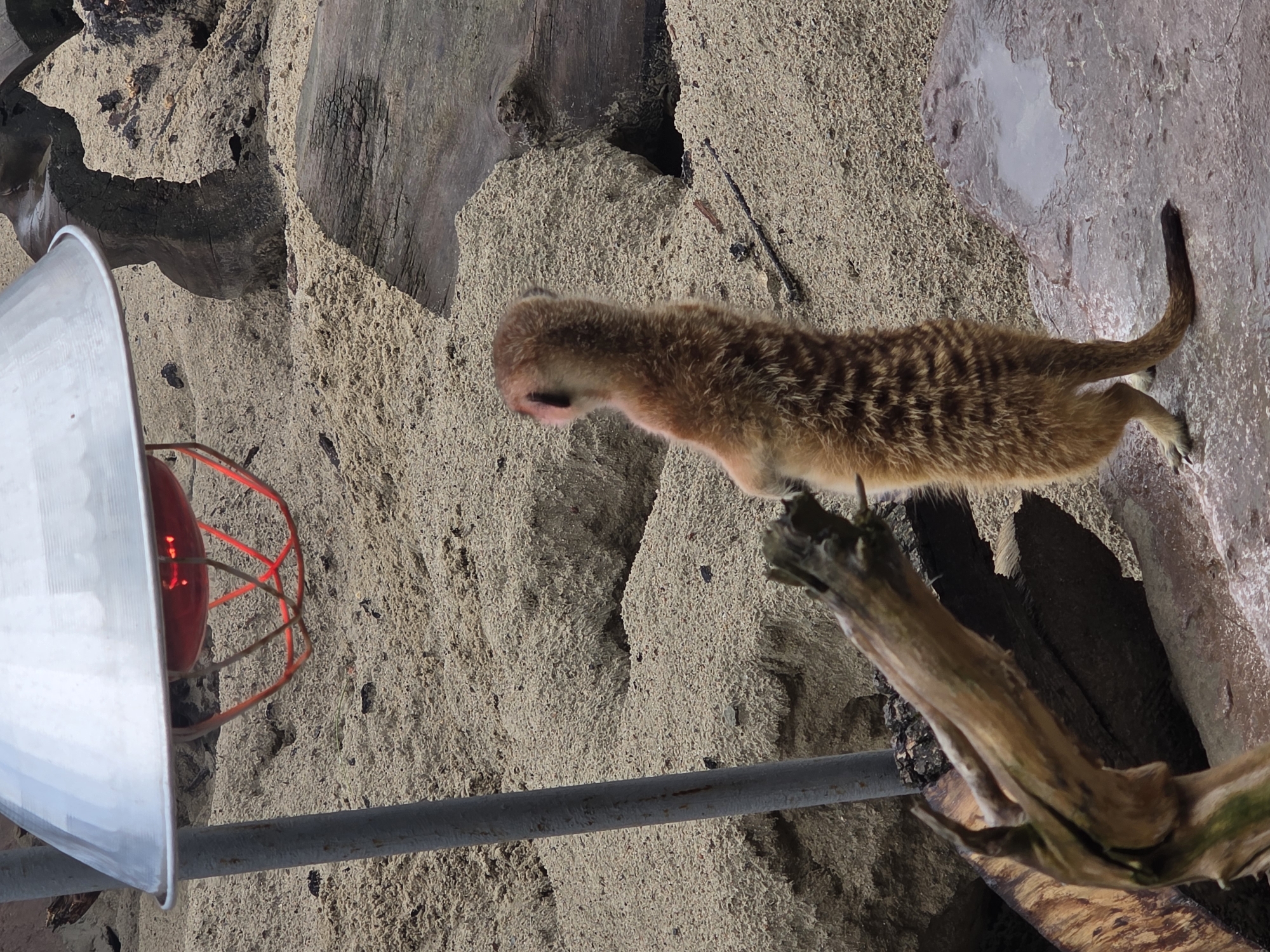 A meerkat stands upright on its hind legs in a sandy enclosure, facing away from the camera. Its fur is striped and brown, and its tail is extended. In the background, a heat lamp with a red bulb glows under a silver reflector, positioned over a sandy surface. Several pieces of dark, weathered wood are scattered in the background, along with a rough rock formation. A wet, reddish-brown rock is visible in the foreground to the right. The scene appears to be an exhibit at a zoo, likely designed to mimic a meerkat's natural habitat. There are no people visible in the image. The location is not specified as Kaliningrad, Russia.