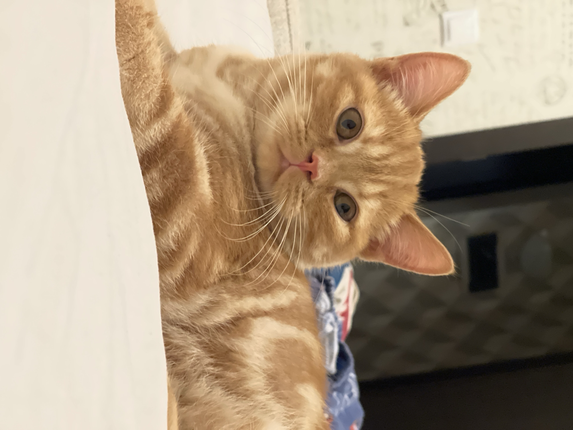 An orange tabby cat is lying on a white surface, possibly a bed, indoors. The cat is looking directly at the camera with large, expressive eyes. Its fur is a mix of orange and cream, with characteristic tabby stripes visible on its body and head. The cat's ears are perked up, and its pink nose is prominent. In the background, a blurry pattern of a wall and some blue fabric with a red and white pattern is visible. The lighting suggests an indoor setting, possibly at night or in a dimly lit room. There are no people present in the image.