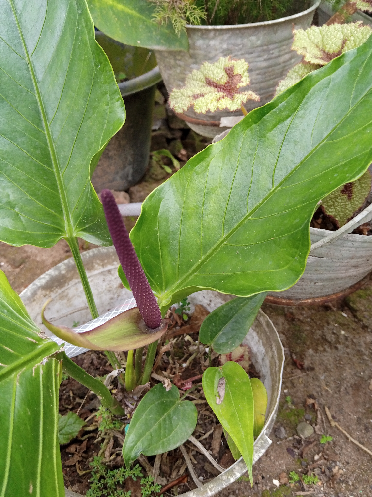 A close-up shot in Palohigeuh, Indonesia, features a potted Anthurium plant with large, green leaves and a purple spadix. The plant is in a weathered, light-colored plastic pot, surrounded by other potted plants and bare earth. Small, green plants grow around the base of the Anthurium. A light-colored hose is visible near the base of the flower.