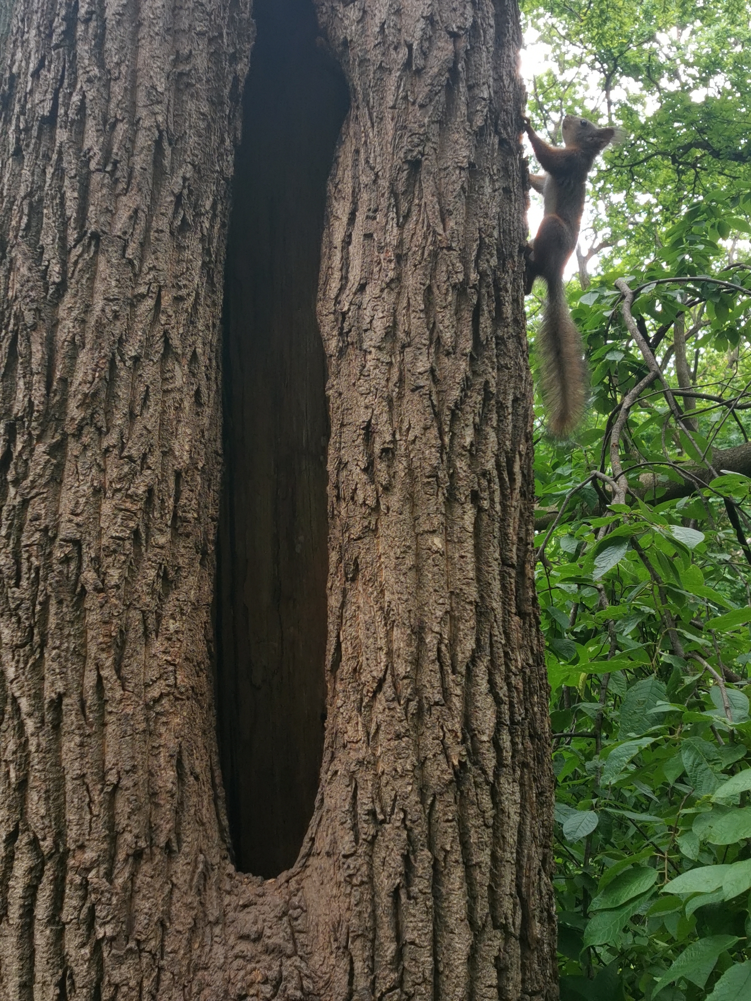 A squirrel is climbing a large, rough-barked tree with a long, vertical hollow in its trunk. The squirrel is reddish-brown with a bushy tail and is clinging to the tree's bark. Green foliage and branches are visible in the background. The location appears to be a wooded area in the city of Moscow, Russia.