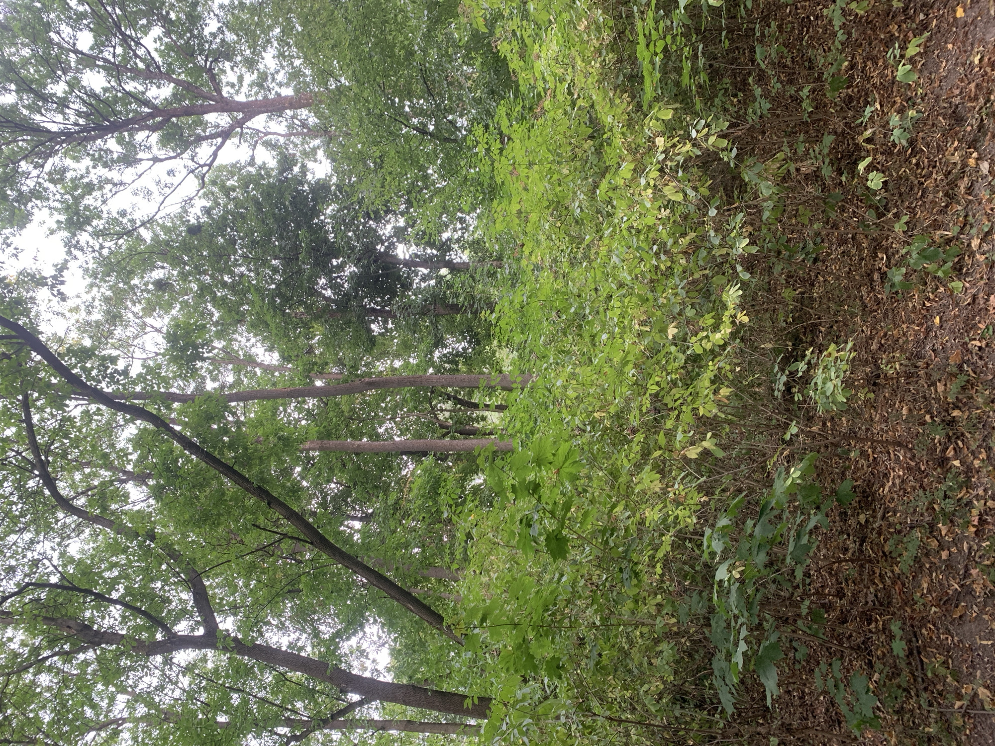 The image depicts a dense forest scene with tall trees and thick undergrowth. The ground is covered in fallen leaves and debris. The lighting suggests an overcast or cloudy day. The scene is devoid of any people or animals. The image does not provide any specific geographical markers or context that would allow for identification of its location within the city of Lviv, Ukraine.