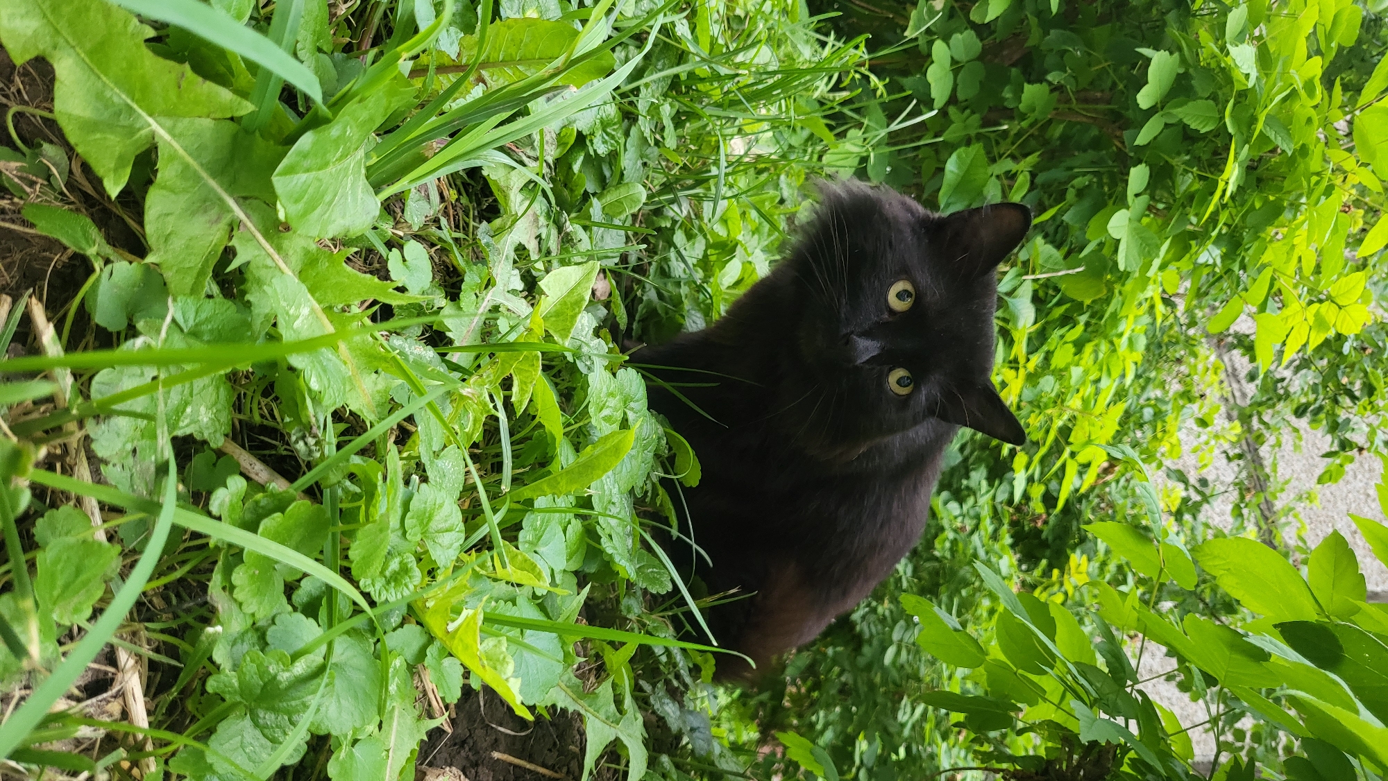 A black cat with yellow eyes sits in lush green foliage, partially obscured by leaves and blades of grass. The cat's fur appears long and slightly disheveled. The background consists of more green leaves and branches, suggesting an outdoor setting, likely a garden or wooded area. The lighting indicates it is daytime. There is no visible evidence to suggest this location is in Novocheboksarsk, Russia.