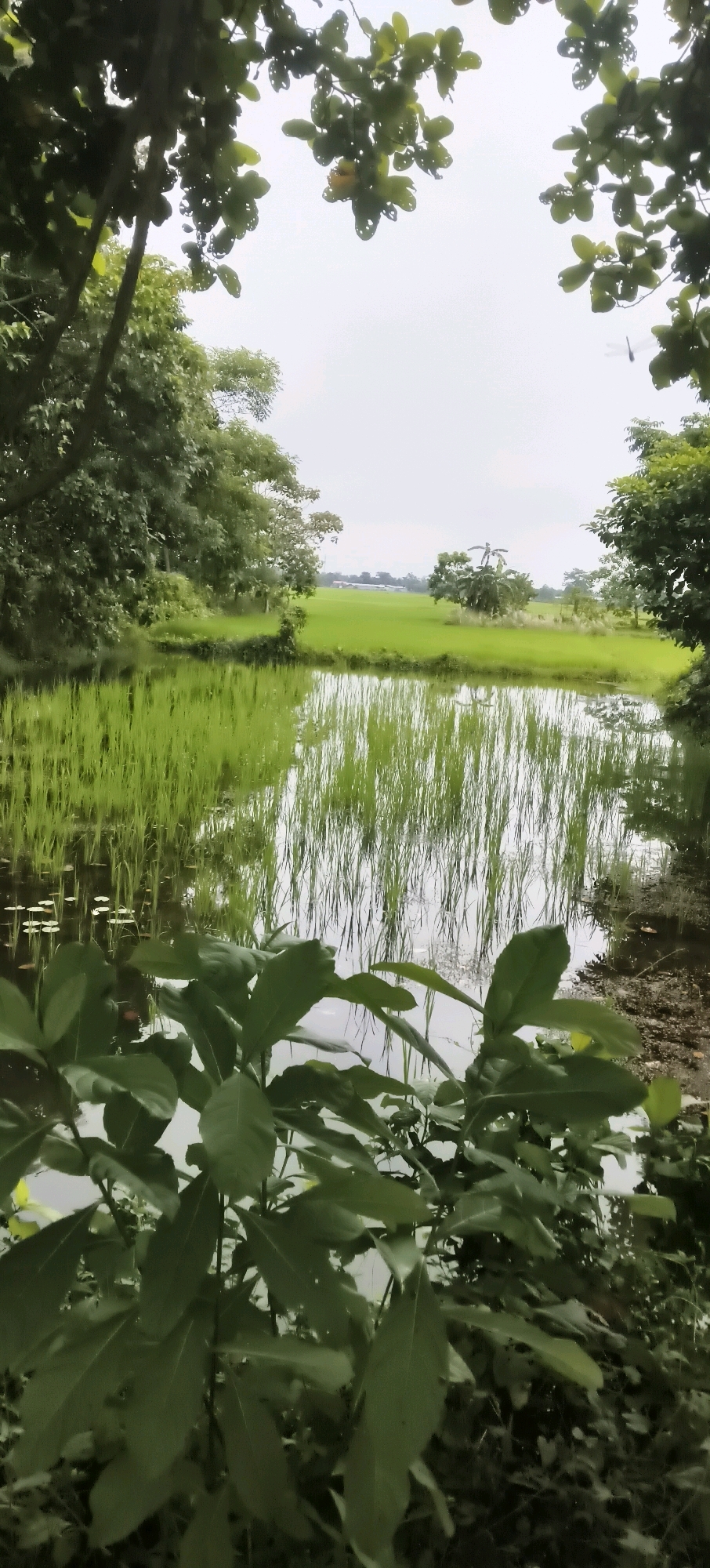 A vertical, medium shot captures a tranquil scene of a pond reflecting green rice paddies and a cloudy sky, with trees framing the perimeter. The foreground features lush green leaves of a plant, obscuring the lower part of the pond. The pond itself contains tall, thin green reeds, and a few small lily pads are visible on the surface. Beyond the pond, the vibrant green rice fields stretch into the distance, dotted with a few trees and buildings. The sky is overcast with a light gray hue, contributing to the serene atmosphere. The image appears to be taken in a rural area, possibly in Nagaon, India, given the presence of rice paddies. No people or animals are visible in the frame, and no actions or interactions are taking place. The overall impression is one of natural beauty and peaceful solitude.
