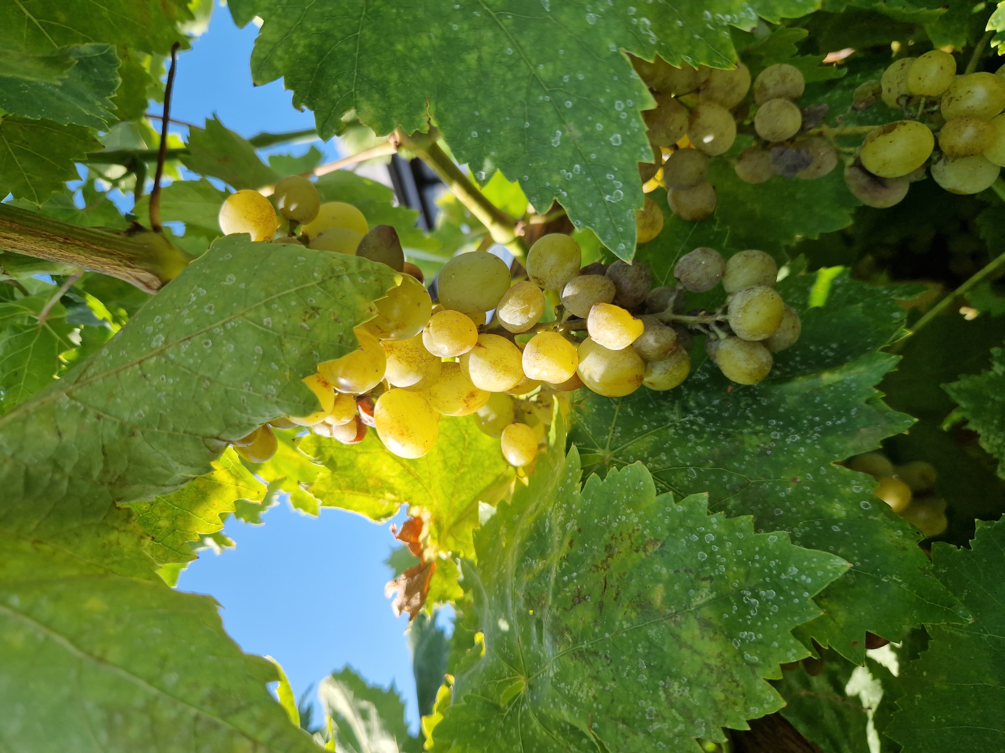 In Tankovo, Bulgaria, a close-up shot captures a bunch of ripe green grapes hanging from a vine. The grapes are a pale yellow-green, with some appearing slightly translucent. They are clustered together on a thick stem, surrounded by large, serrated green leaves. Some of the leaves exhibit white, powdery spots, potentially indicating a mild disease or nutrient deficiency. The background reveals a bright blue sky peeking through gaps in the foliage. A thin, brown vine or branch runs vertically through the frame, supporting the grape cluster. The overall scene is bathed in natural sunlight, creating dappled shadows on the leaves.