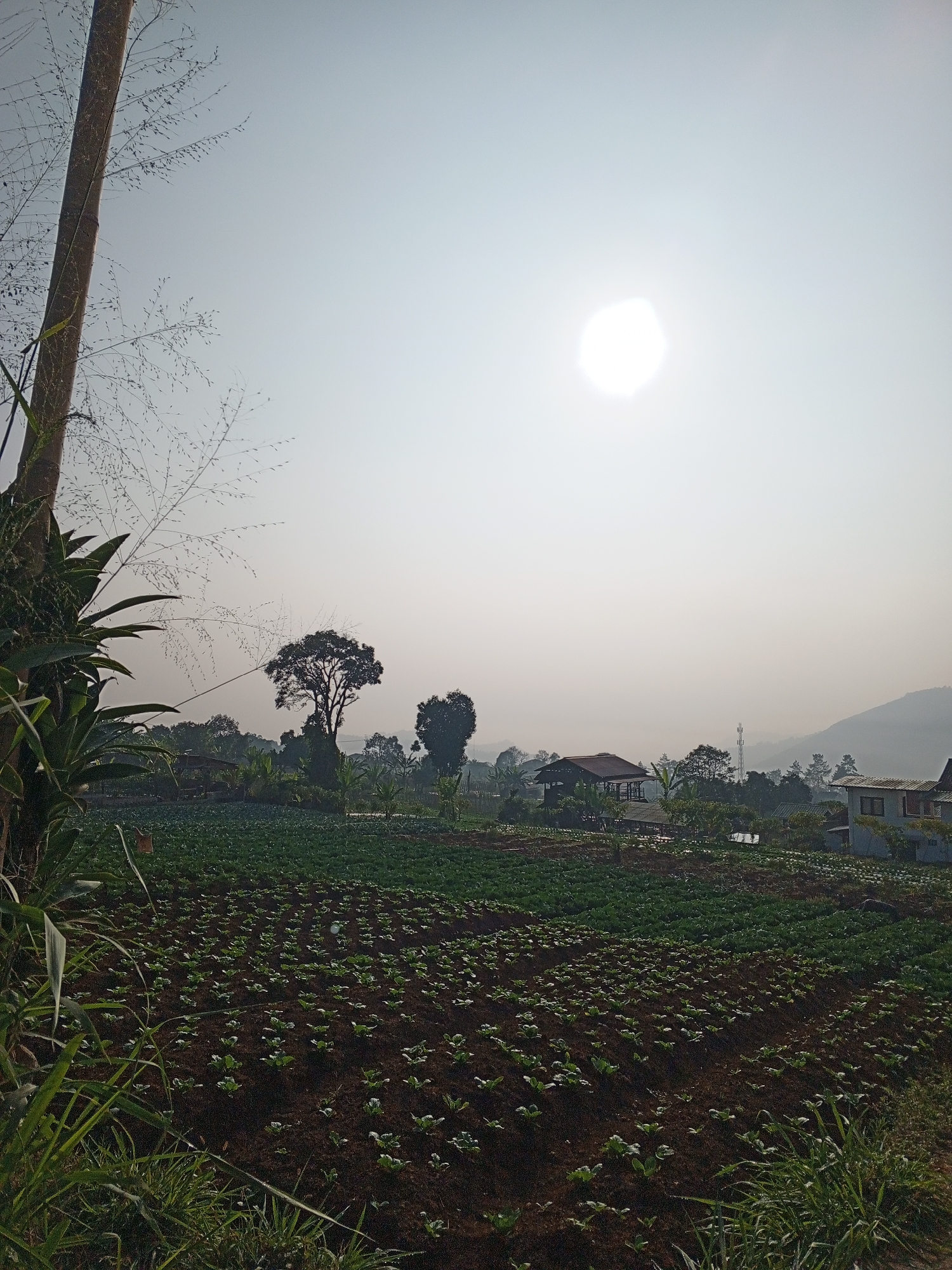 The image depicts a rural landscape, likely in Bellanneoya, Sri Lanka, during daylight. The foreground is dominated by a cultivated field with rows of young plants, appearing to be vegetables, growing in dark soil. Tall grasses and a portion of a bamboo stalk are visible on the left side of the frame, framing the cultivated area. In the mid-ground, there is a larger field of mature green crops, possibly cabbage or lettuce, stretching towards a cluster of trees and a building with a red roof. Further in the background, several other structures, including what appears to be a telecommunications tower, are visible amidst rolling hills. The sun is a bright, hazy orb in the pale sky, suggesting either early morning or late afternoon light. The overall impression is one of agricultural activity and a tranquil, natural environment. No people are visible in the frame.
