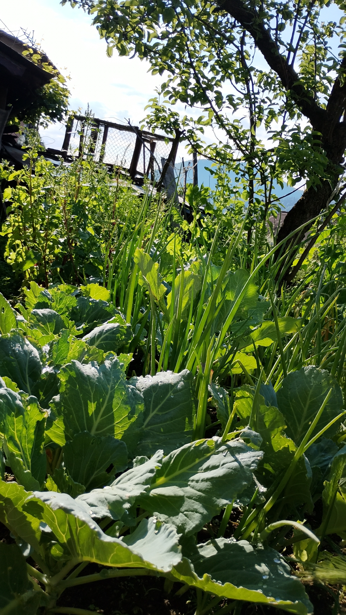 This is a vertical, eye-level, close-up photograph of a garden, likely located in Smolyan, Bulgaria, featuring a variety of lush green vegetables and plants under bright sunlight. In the foreground, large, textured leaves of what appear to be cabbage or kale are dominant, with dew drops visible on their surfaces. Behind these, tall, slender green stalks, possibly from onions or leeks, rise upwards. The background reveals a dense assortment of foliage, with the trunks and branches of a mature tree arching over the scene from the right. In the distance, beyond the greenery and a wire fence, a hazy mountainous landscape is visible under a bright, partially cloudy sky. A portion of a rustic wooden structure, possibly a shed or outbuilding, is partially obscured by plants on the left side of the image. The overall impression is one of a vibrant, well-maintained garden in a rural or semi-rural setting.