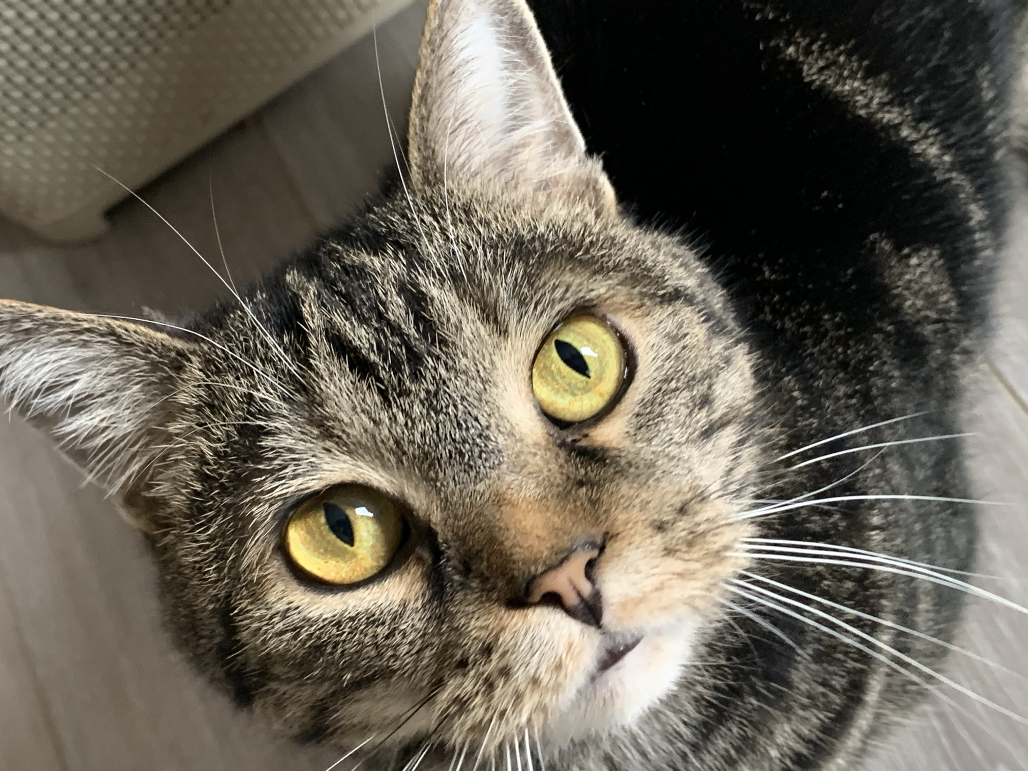 A close-up photograph shows a tabby cat with yellow eyes looking up at the camera. The cat has brown and black fur with distinct tabby stripes on its forehead and face. Its whiskers are white and extend outwards from its face. The background is slightly out of focus and shows a light-colored wall. The image does not provide information about the location in the city of Stavropol, Russia.