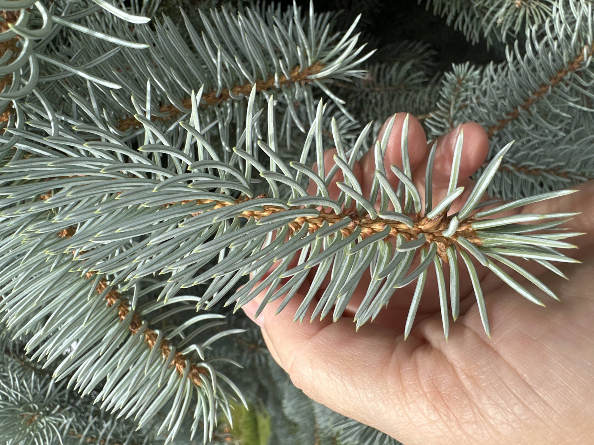 A close-up, eye-level shot shows a human hand gently holding a branch of a blue spruce tree. The needles of the branch are a silvery-blue-green, with pointed tips. The hand is light-skinned, and the fingers are partially visible, touching the needles. The background consists of more blue spruce branches, creating a dense, textured forest-like environment. The lighting is natural and bright, highlighting the details of the needles and the skin texture. The image appears to be taken outdoors. The location of Podolsk, Russia, is not discernible from the visual information present in the image.
